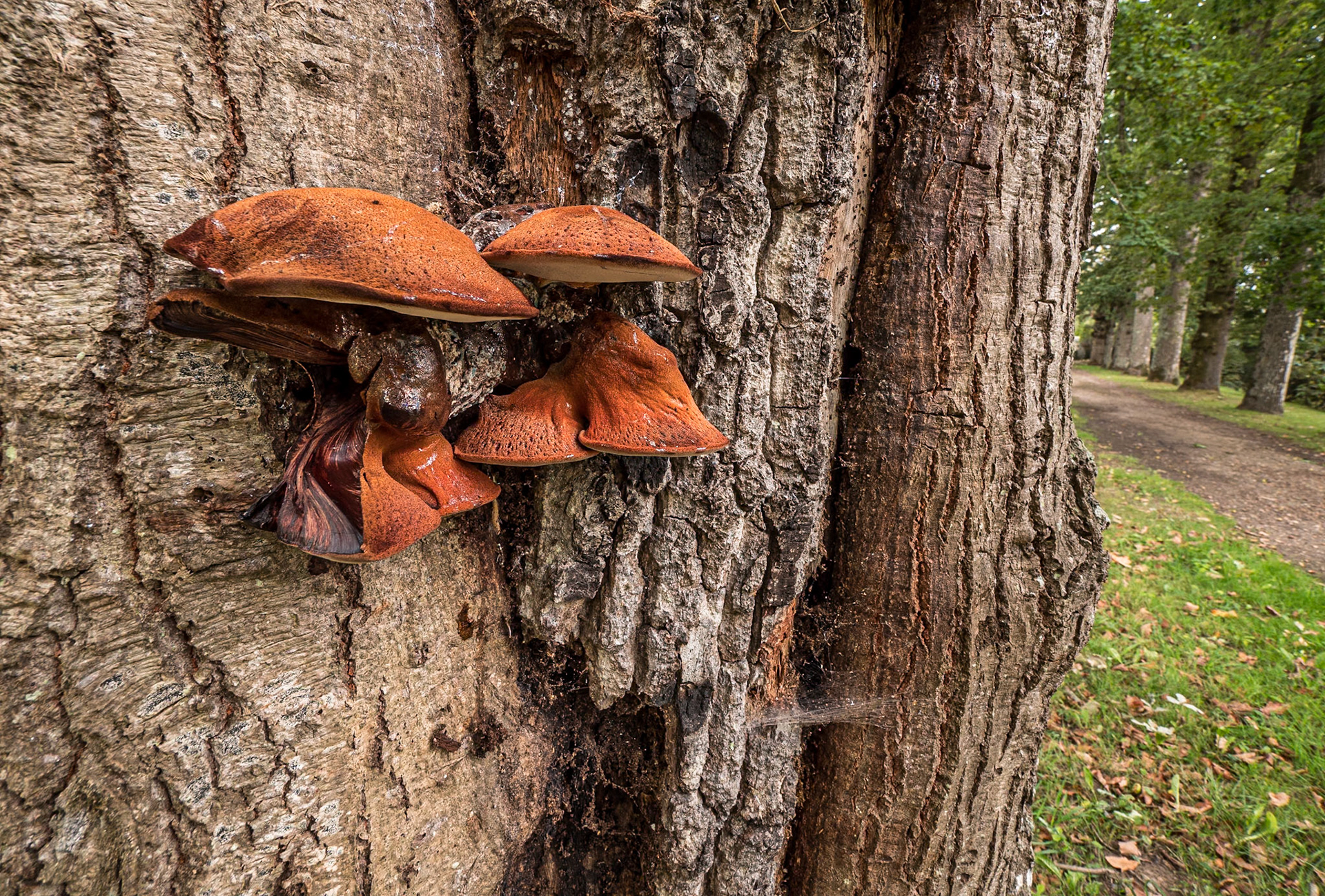 Sainte-Anne-d'Auray, France, 13 Sep 2022