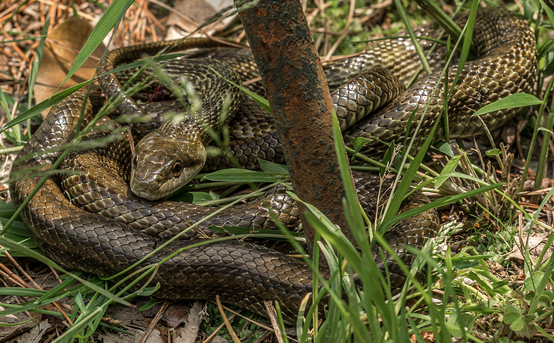 Wild snake, Japanese garden, Shinjuku Gyoen National Garden, Tokyo, 3 May 2016