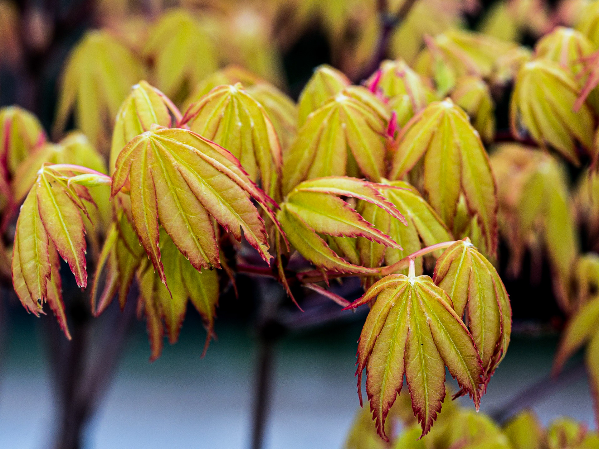 Bonsai display, Botanic Gardens, Dublin, 27 Feb 2015