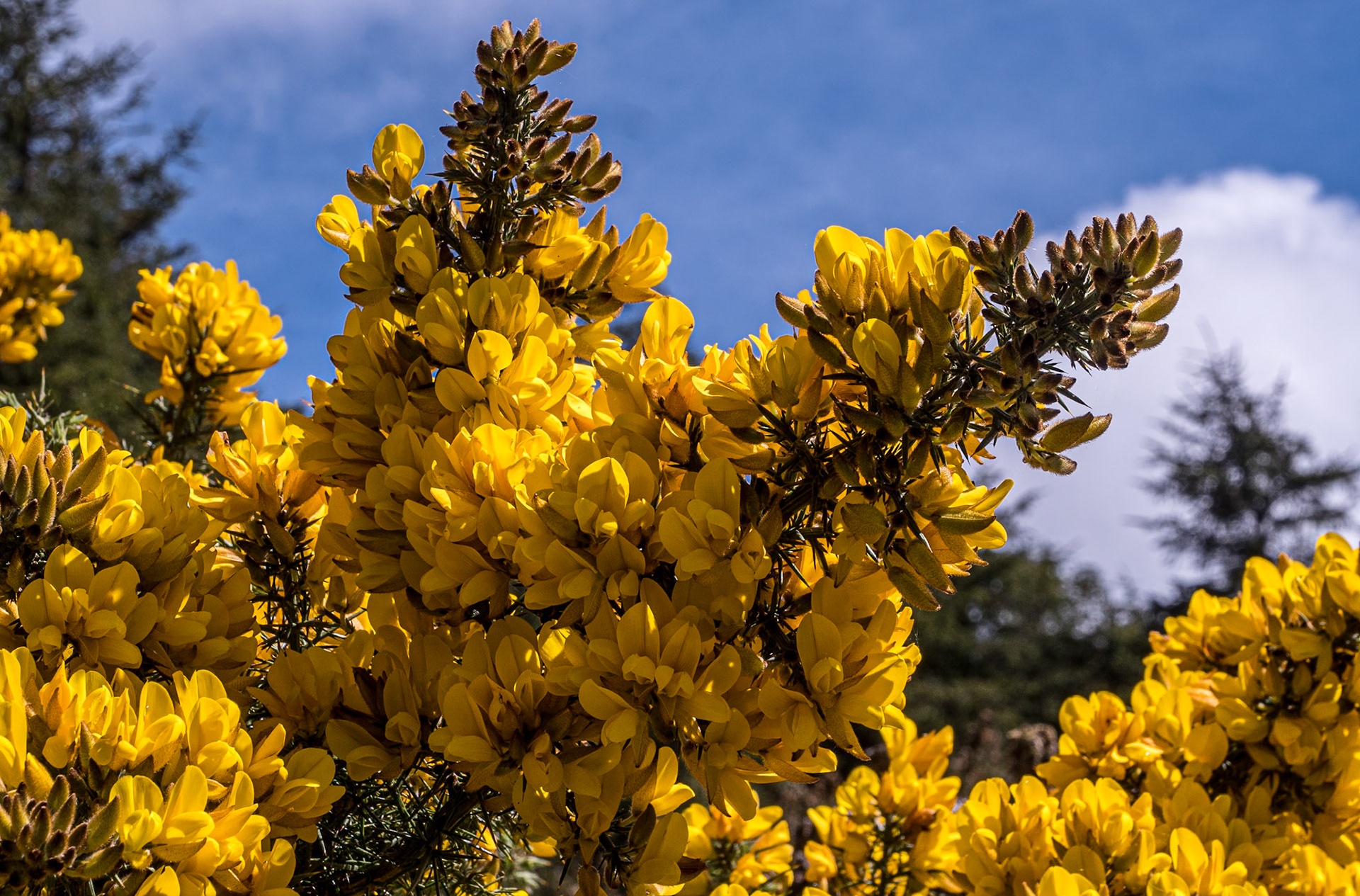 Gorse, Saggart Hill, Co Dublin, 5 May 2023