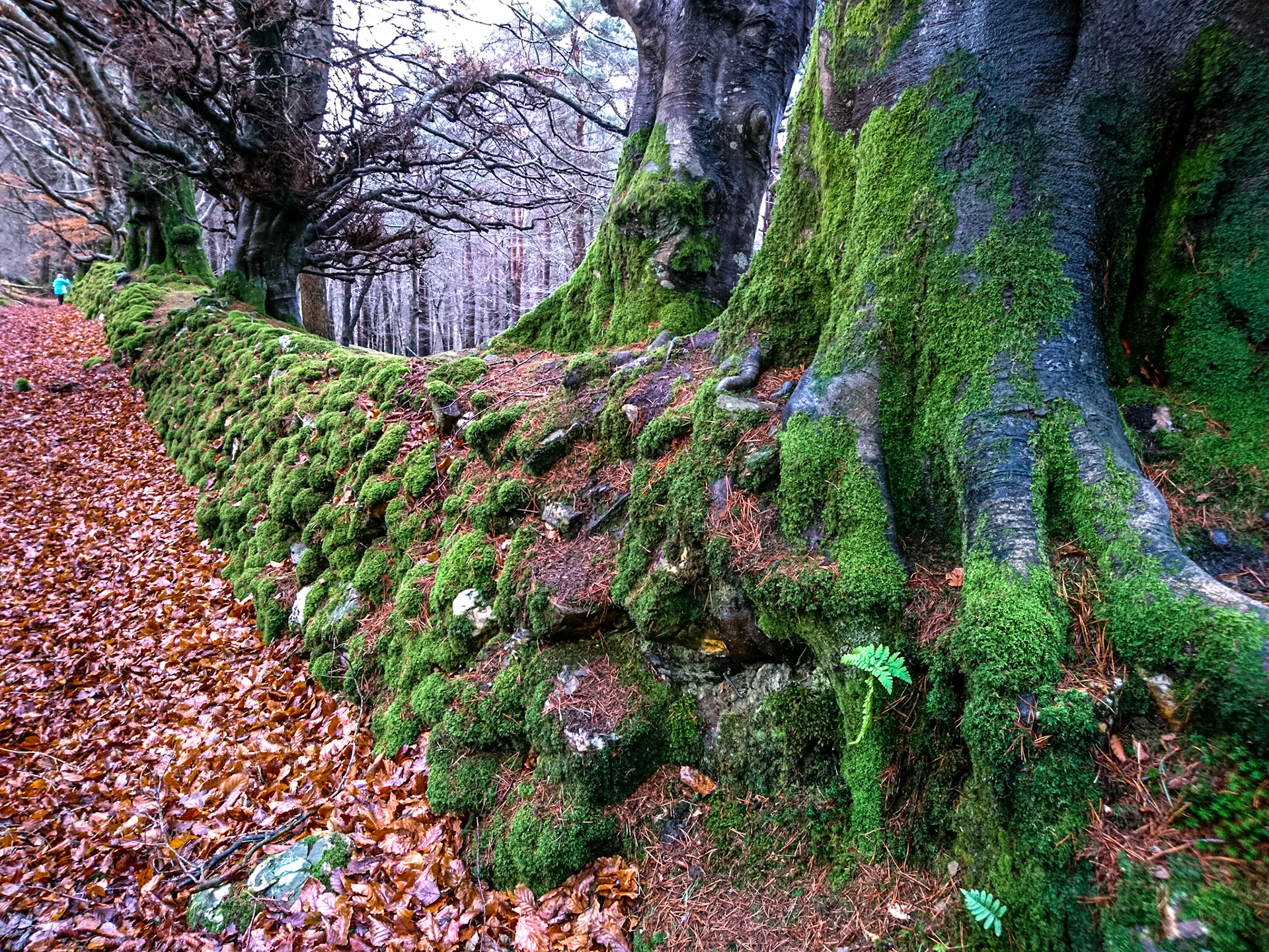 Crone Wood, Co Wicklow, 31 Jan 2017