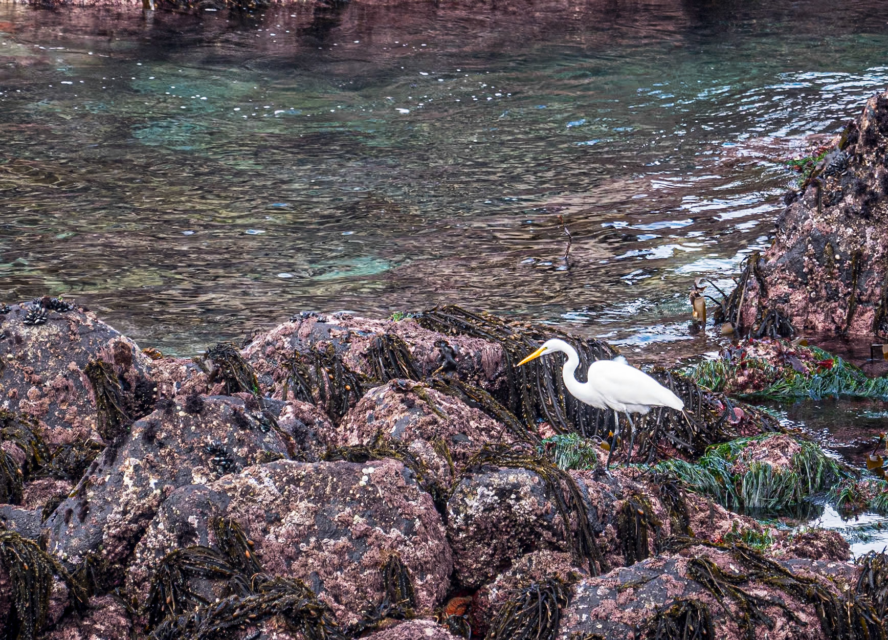 Great egret, Point Lobos State Natural Reserve, California, 22 Jan 2024