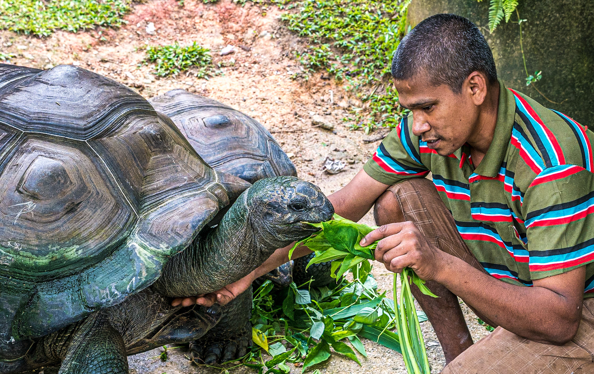 Giant tortoises, Art &amp; Garden, Penang, 10 Jun 2017