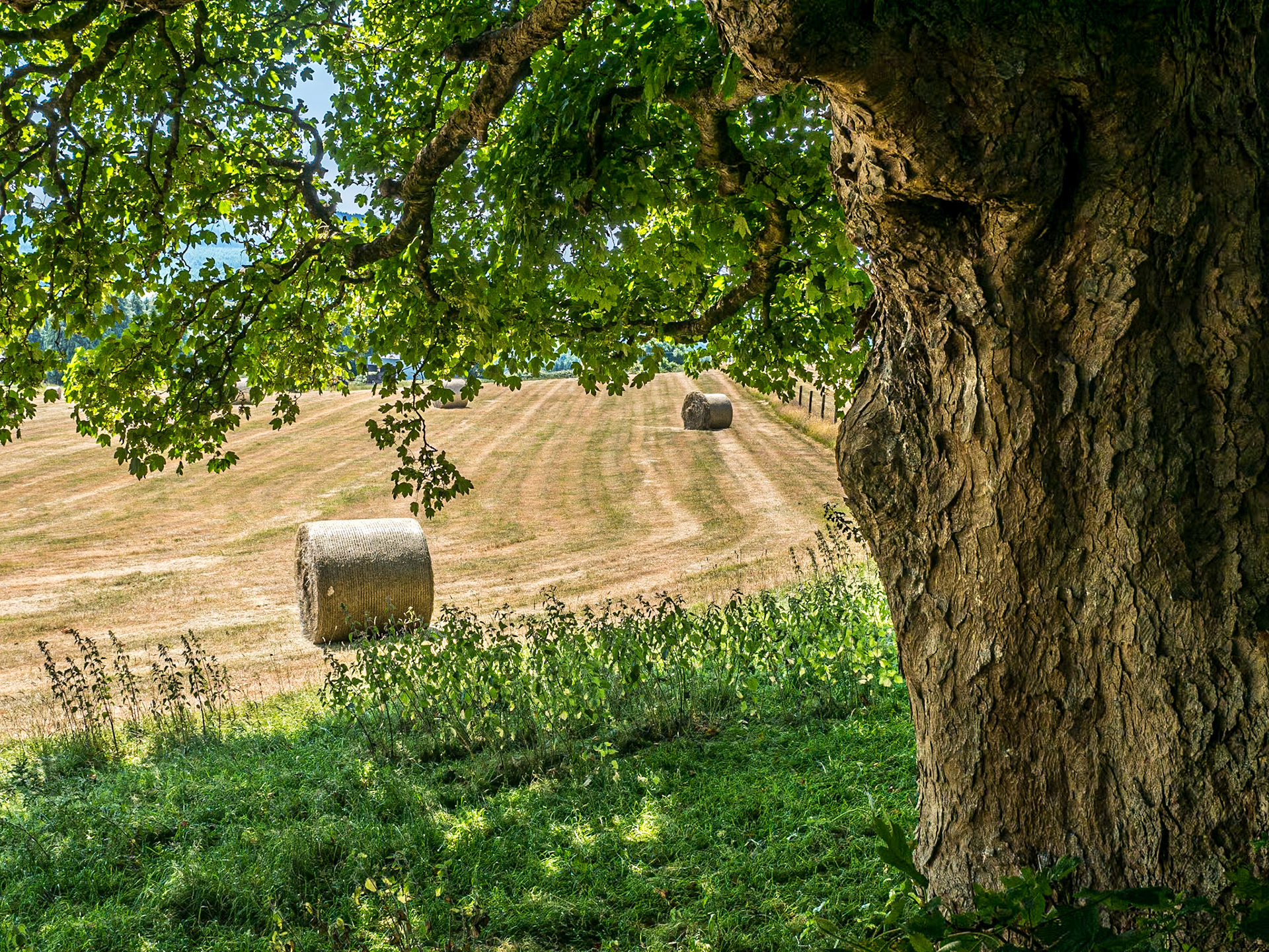 Along the R763 by the Devil's Glen, Co Wicklow, 4 Jul 2018
