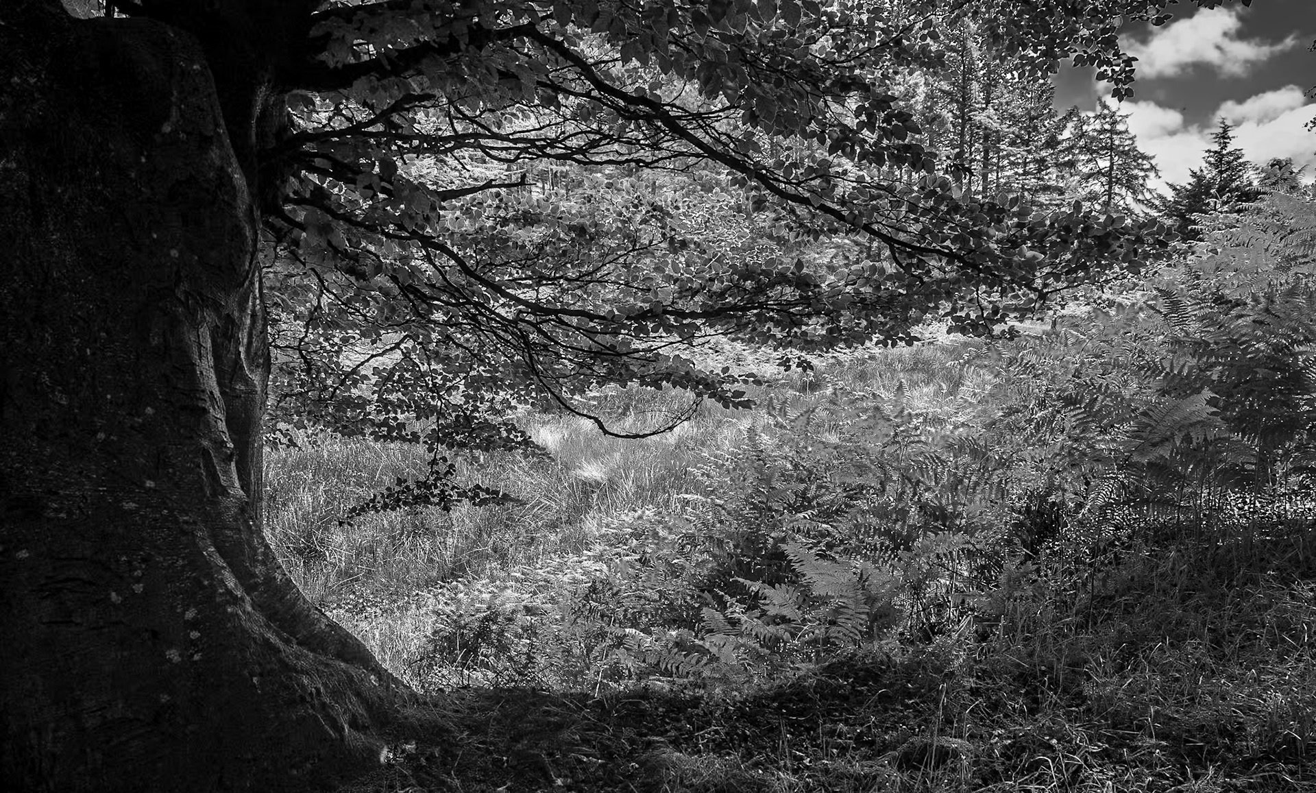 Djouce Woods, Co Wicklow, 14 Jul 2019