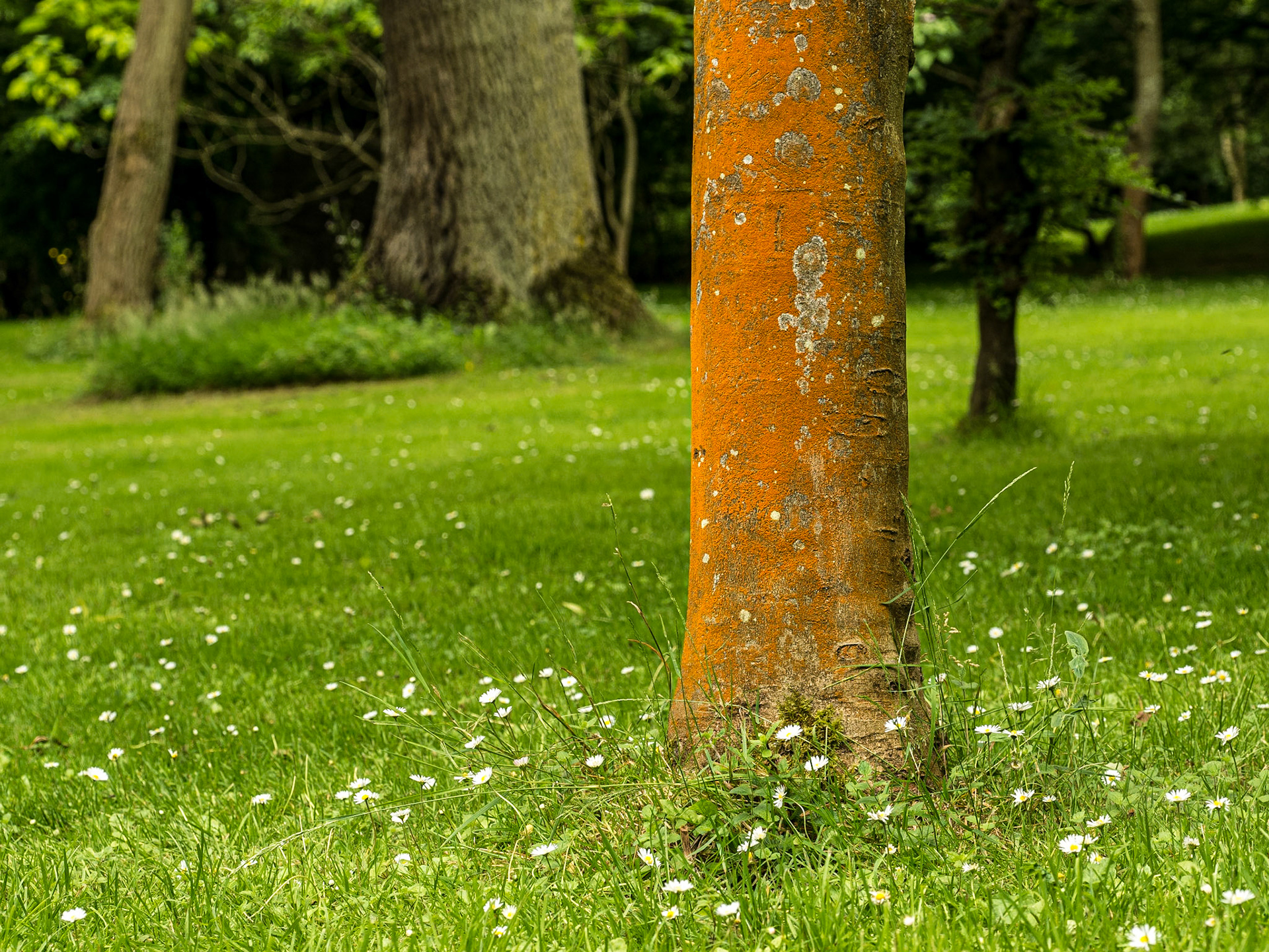 Fraxinus Ornus, Botanic Gardens, Dublin, 8 Jul 2016