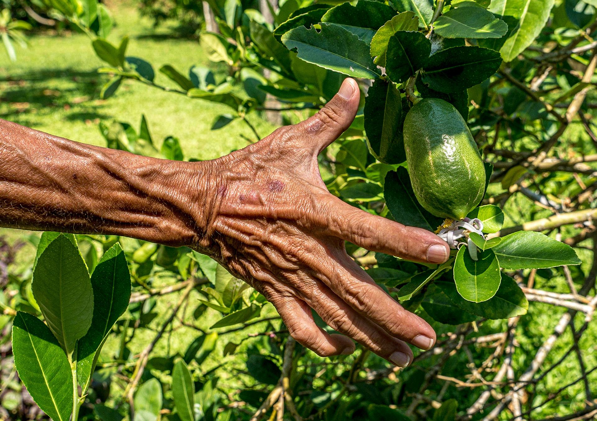 Mamey Sapote, Tropical Fruit Farm, Penang, 11 Jun 2017