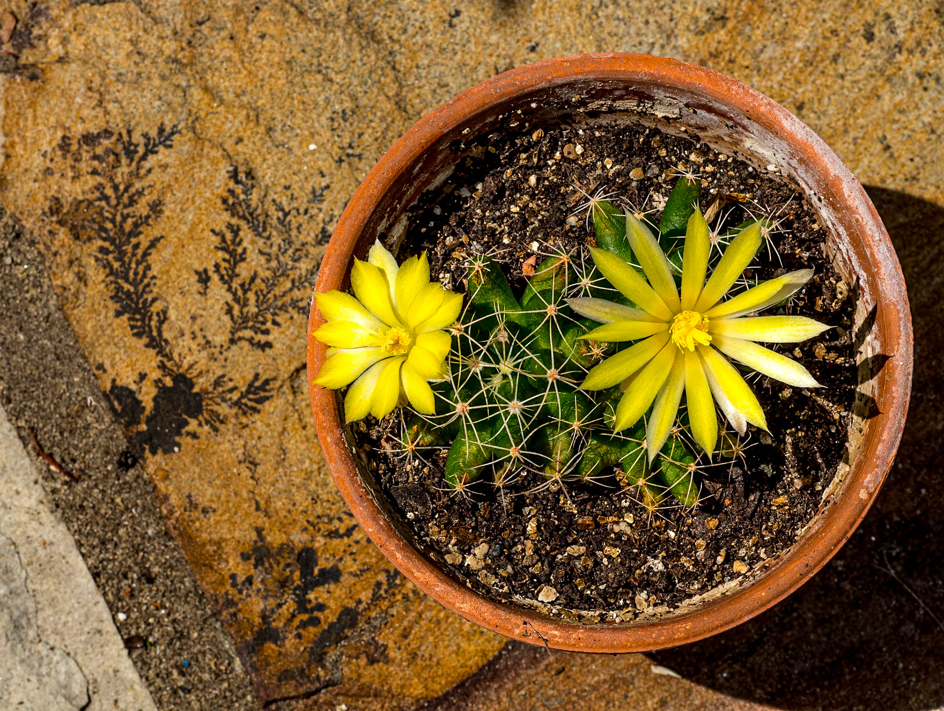 Cactus flower, back garden, 29 May 2020