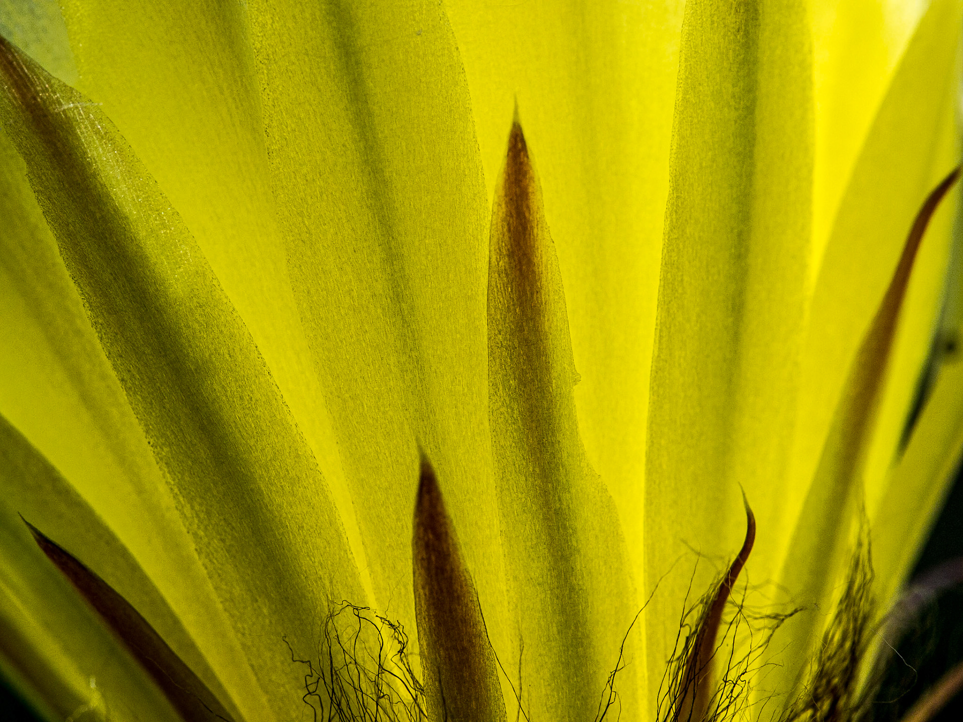 Cactus flowerering, 7 Jun 2014