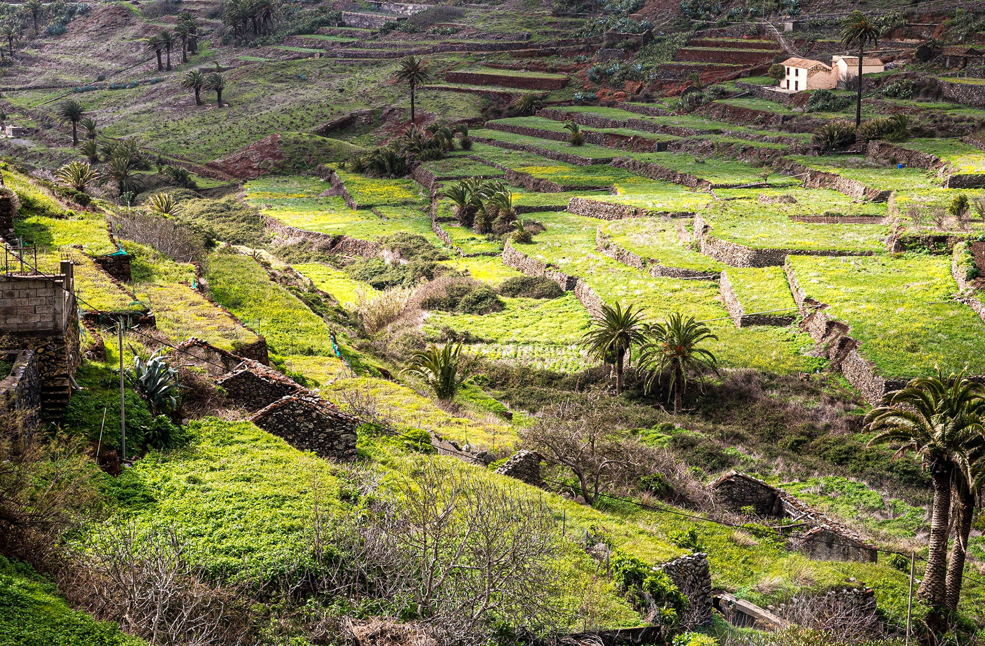 Near Arure, La Gomera, 1 Feb 2018