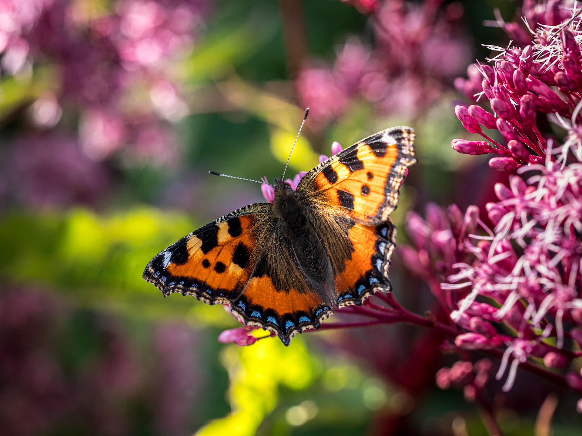 Mount Congreve Gardens, Co Waterford, 2 Sep 2023