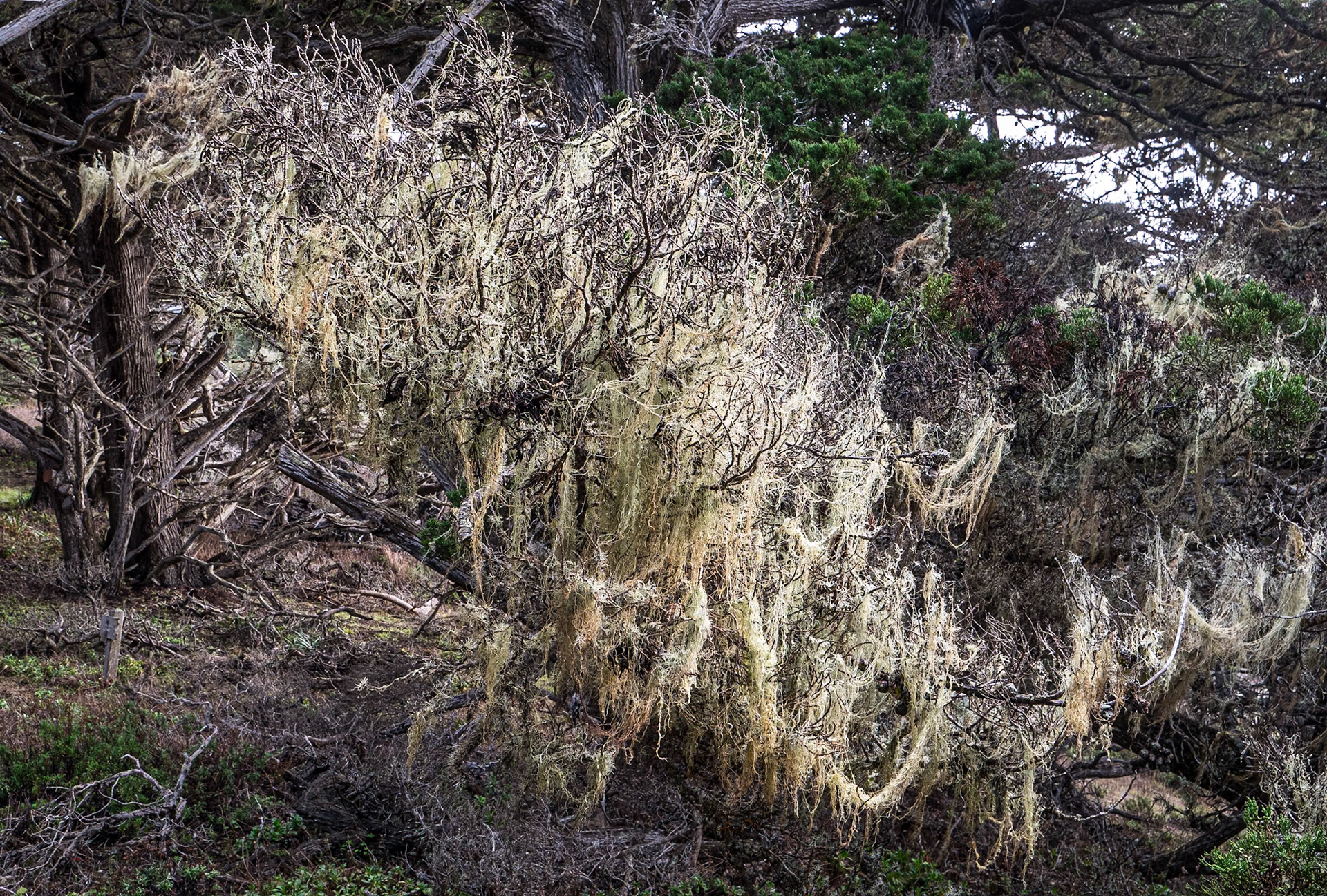 Point Lobos State Natural Reserve, California, 22 Jan 2024
