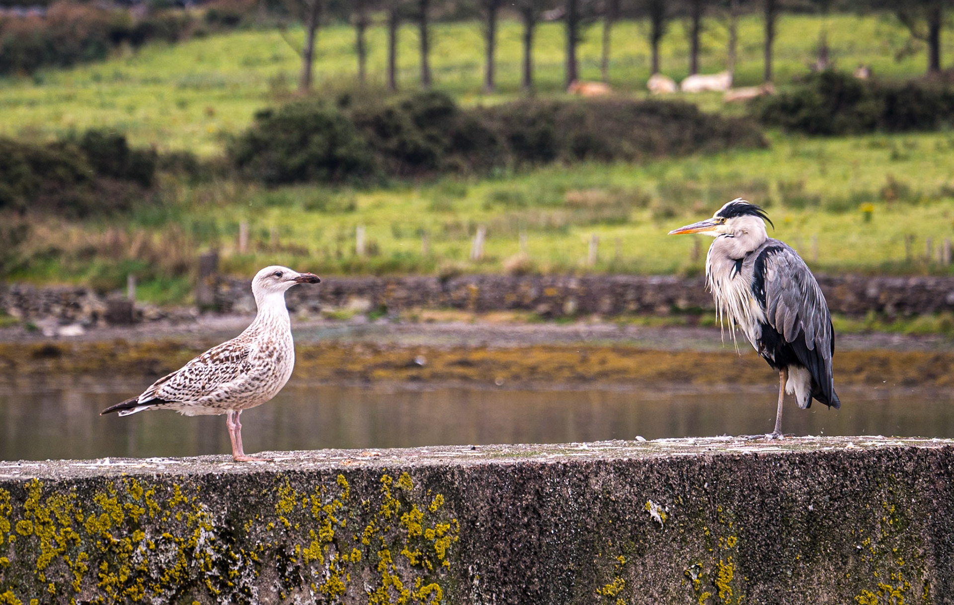 Cahersiveen Harbour, Co Kerry, 13 Oct 2016