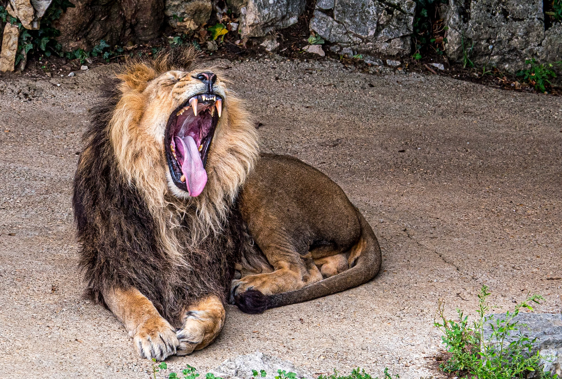Lion, Citadel of Besançon Zoo, 28 Sep 2019