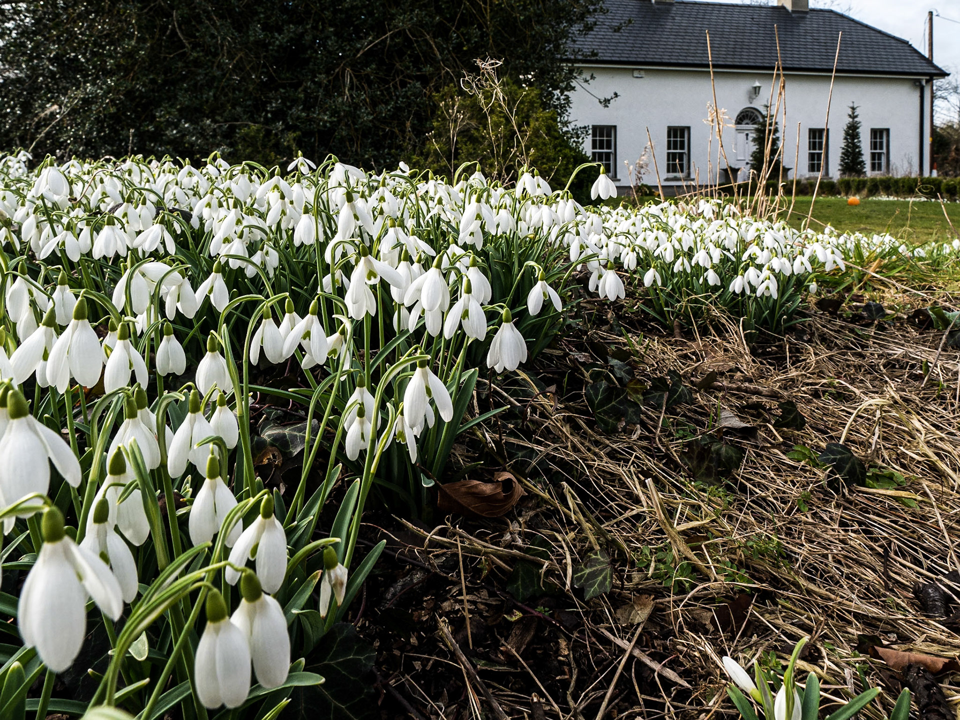 Snowdrops, garden South of Kilkock, Co Kildare, 18 Feb 2015