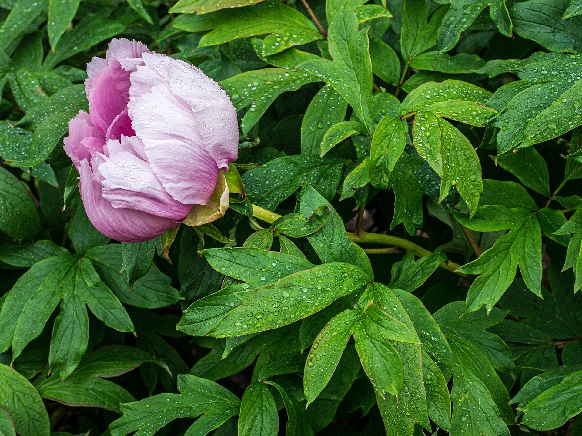 Peony, Botanic Gardens, Dublin, 18 May 2014