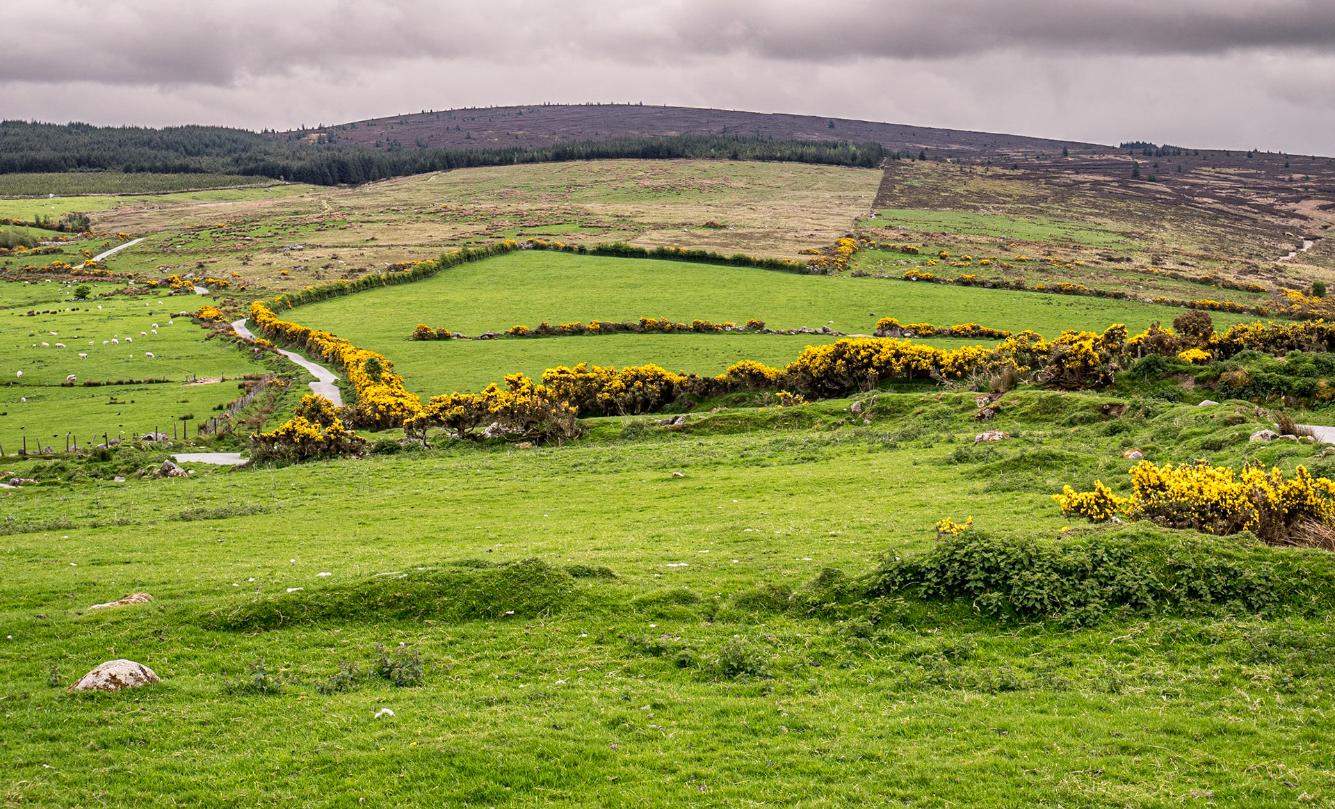 Near Church Mountain, Co Wicklow, 12 May 2022