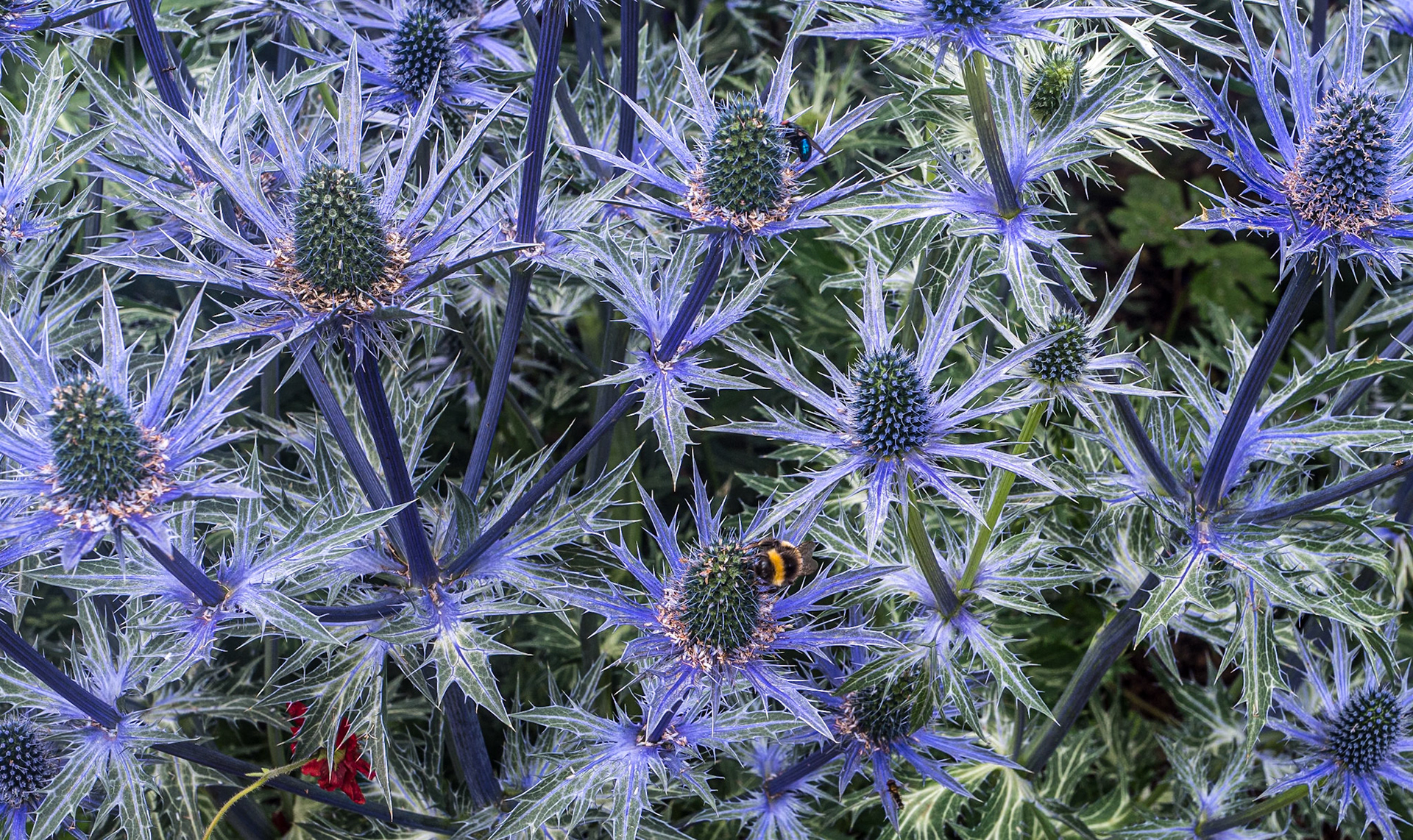 Woodstock Gardens, Co Kilkenny, 3 Jul 2025