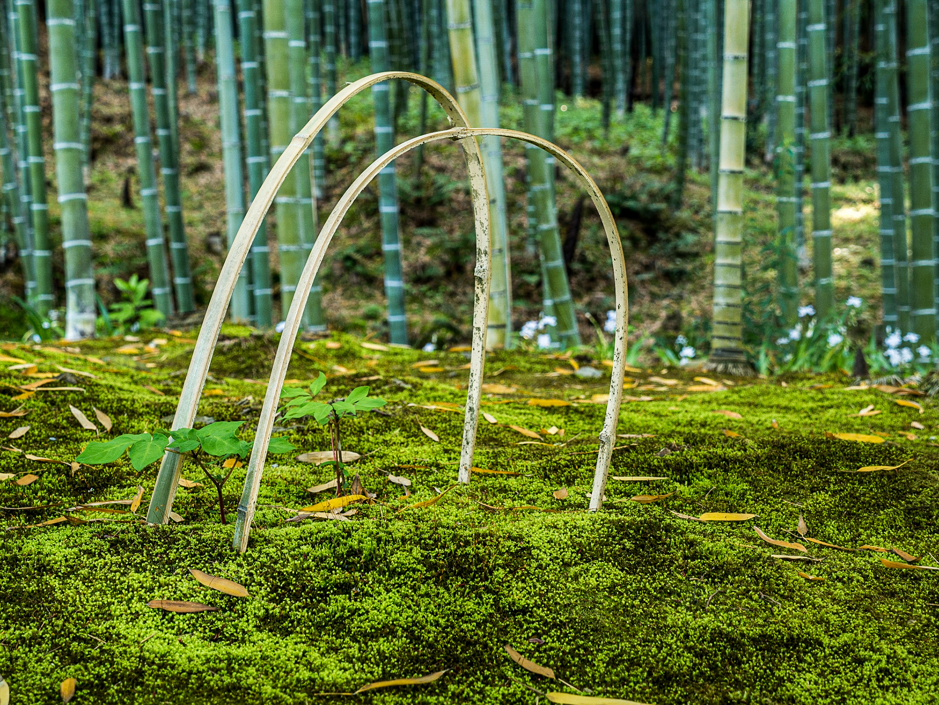 Tenryu-ji temple, Arashiyama, Kyoto, 22 Apr 2016