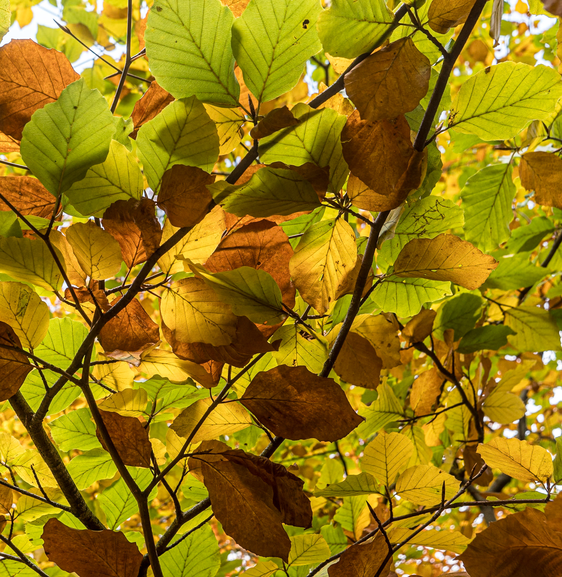 Massy's Estate, Co Dublin, 23 Oct 2024