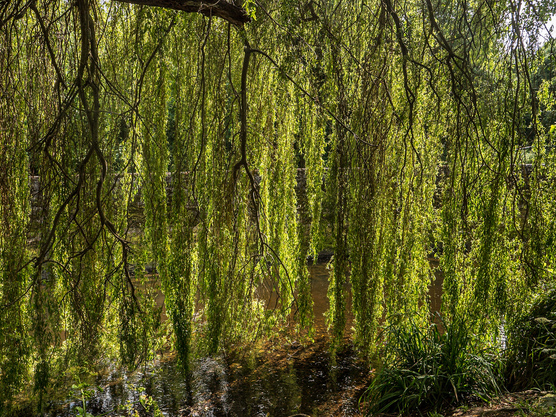 The Dodder River near Orwell Park, Dublin, 4 Jun 2024