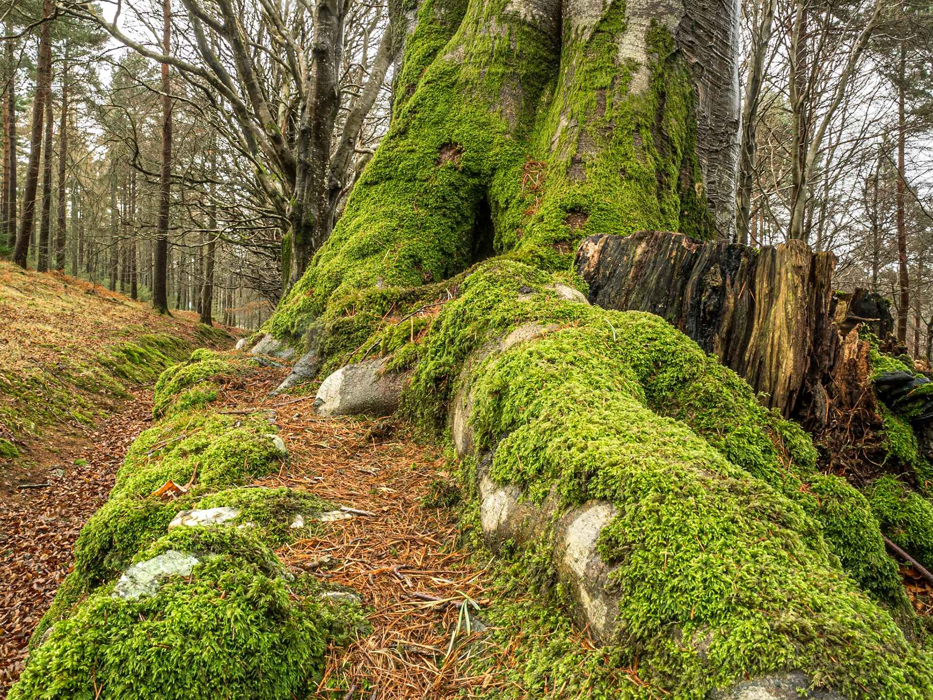 Crone Wood, Co Wicklow, 31 Jan 2017