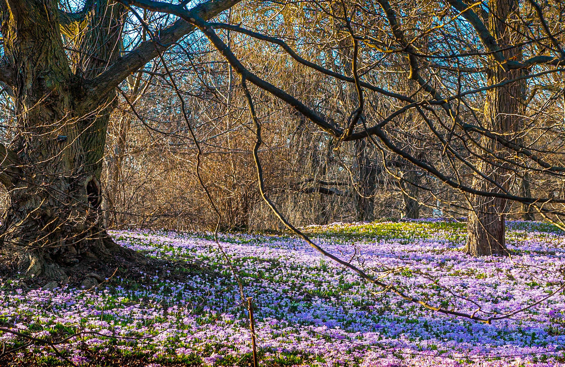 Brooklyn Botanic Garden, New York, 28 Feb 2018