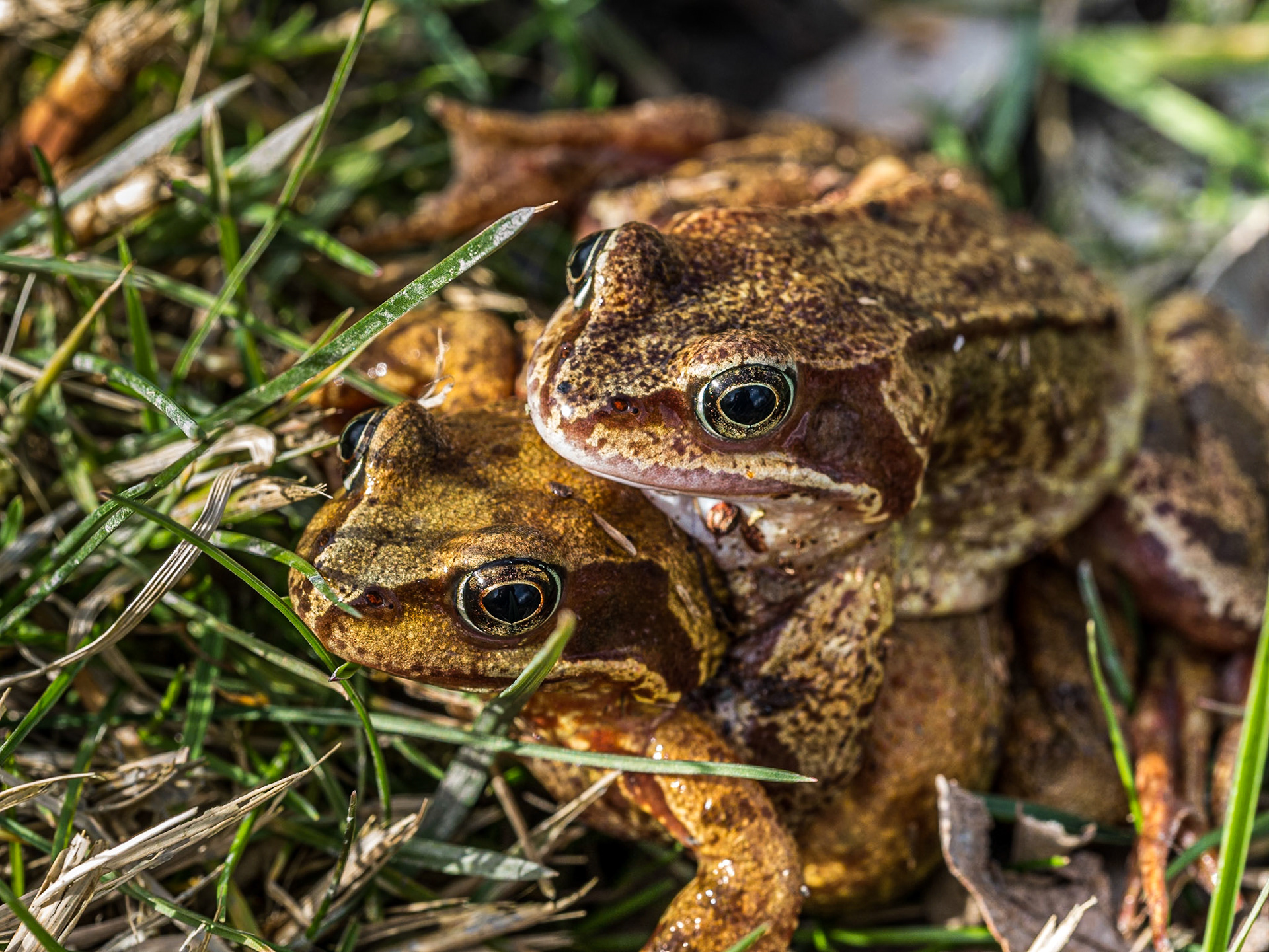 Frogs, beside Blessington lakes, Co Wicklow, 6 Mar 2015