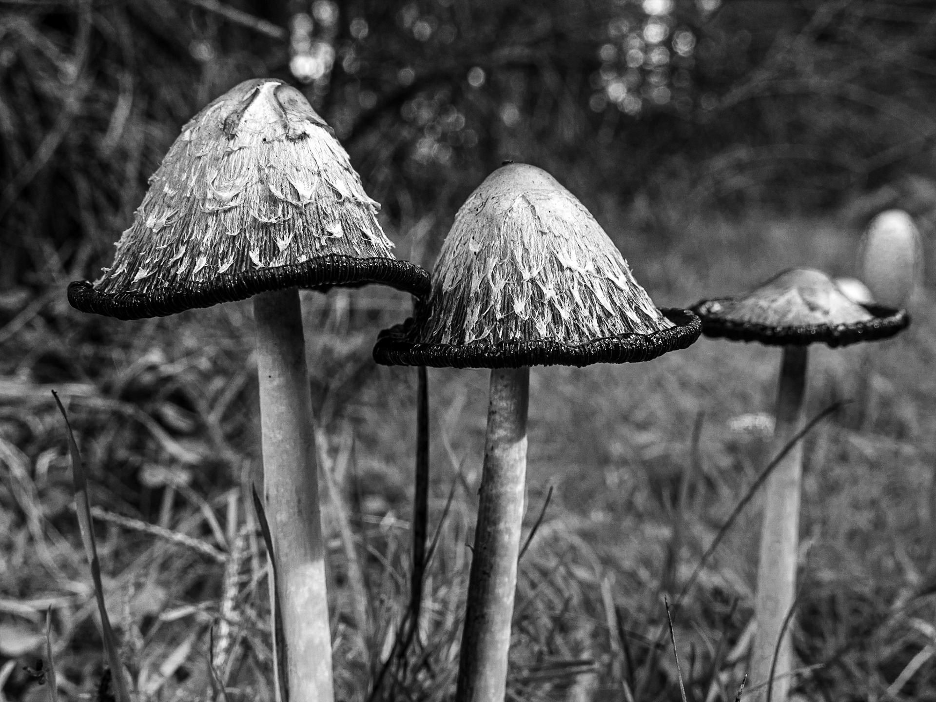 Crone Wood walk, Co Wicklow