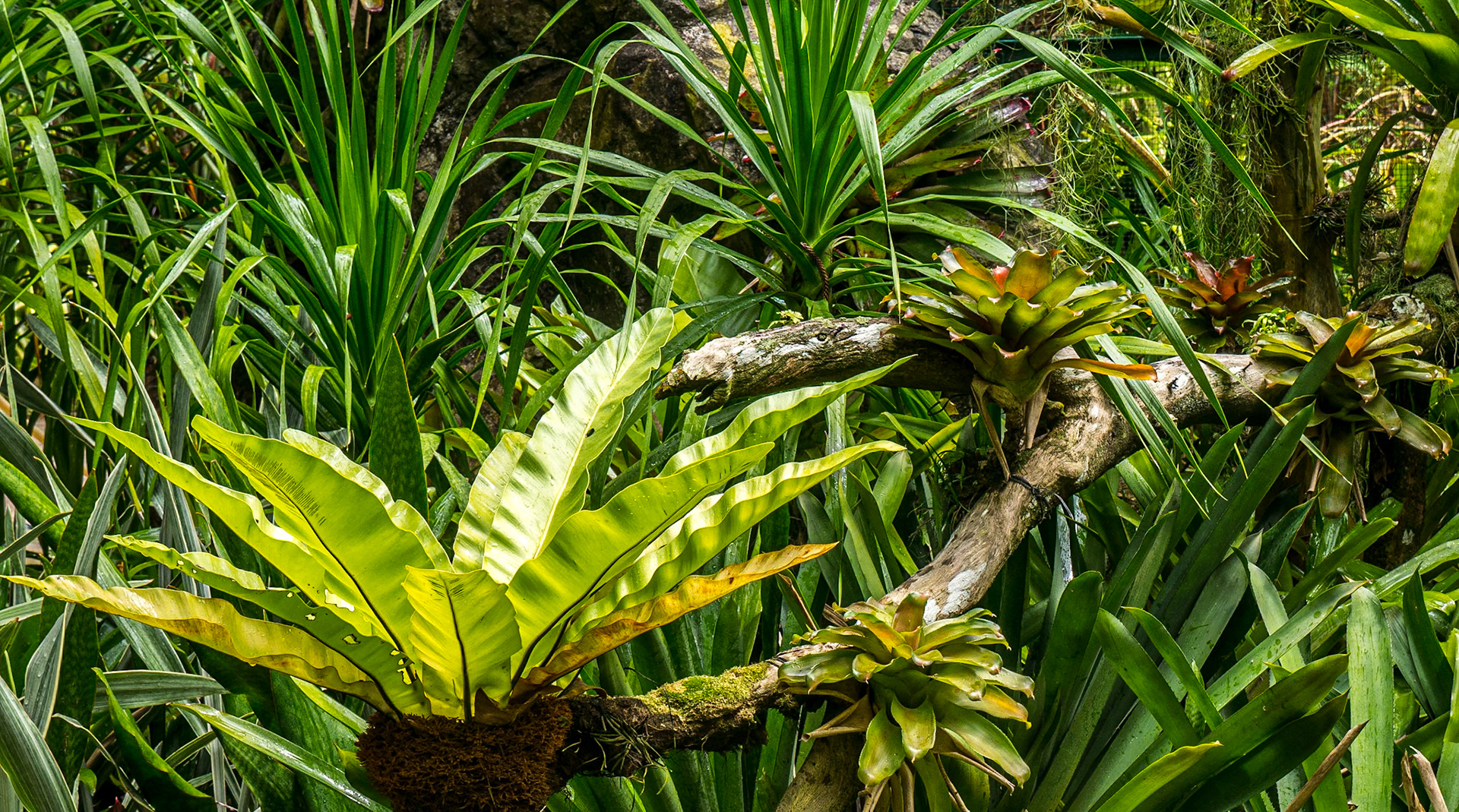 Orchid Garden, Singapore Botanic Gardens, 5 Jun 2017