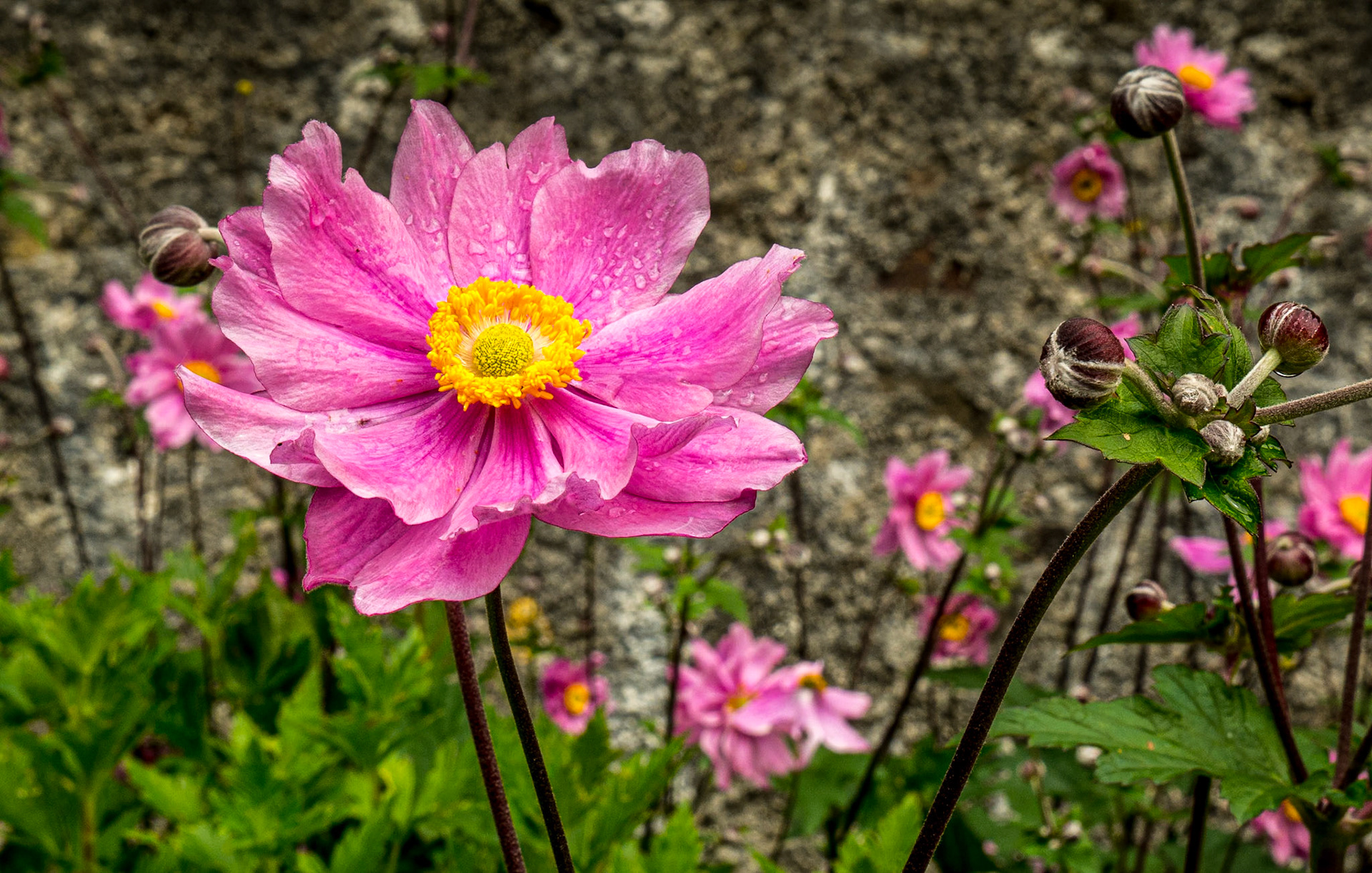 Heywood Gardens, Co Laois, 2 Aug 2016