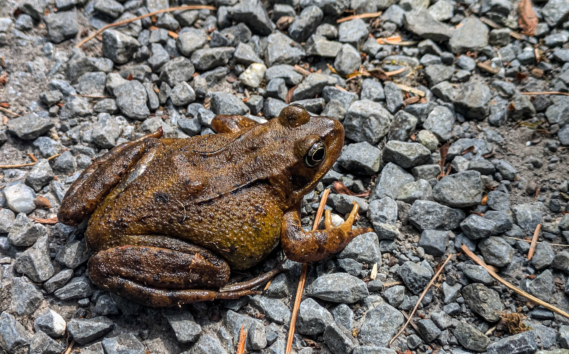 Frog, Mount Congreve Gardens, Co Waterford, 5 Jul 2025