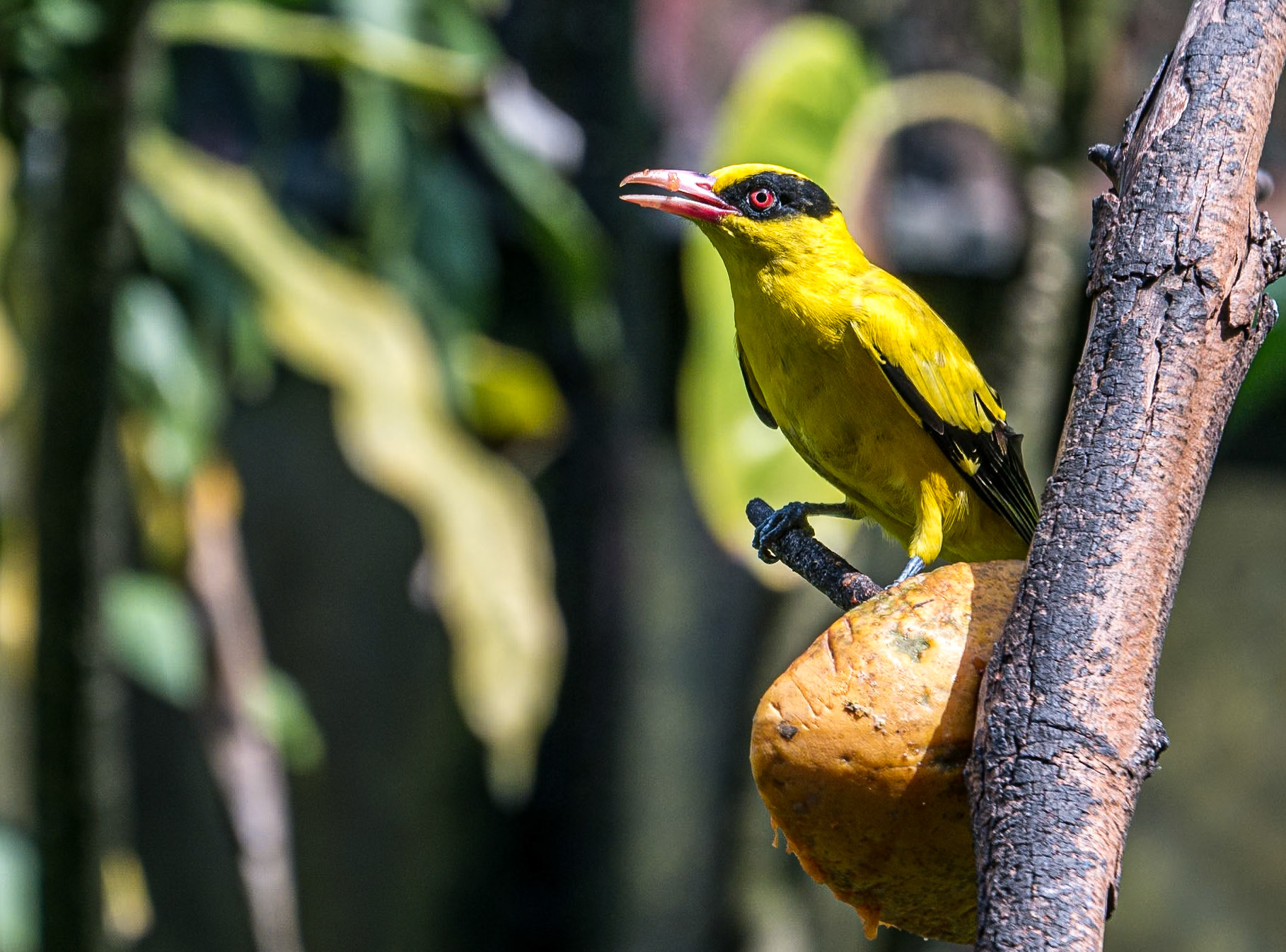 Kuala Lumpur Bird Park, 1 Jun 2017