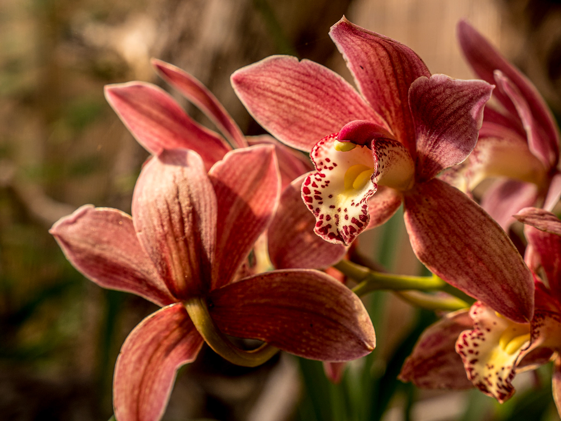 Sitio Litre Garden, Puerto de la Cruz, Tenerife, 27 Jan 2022