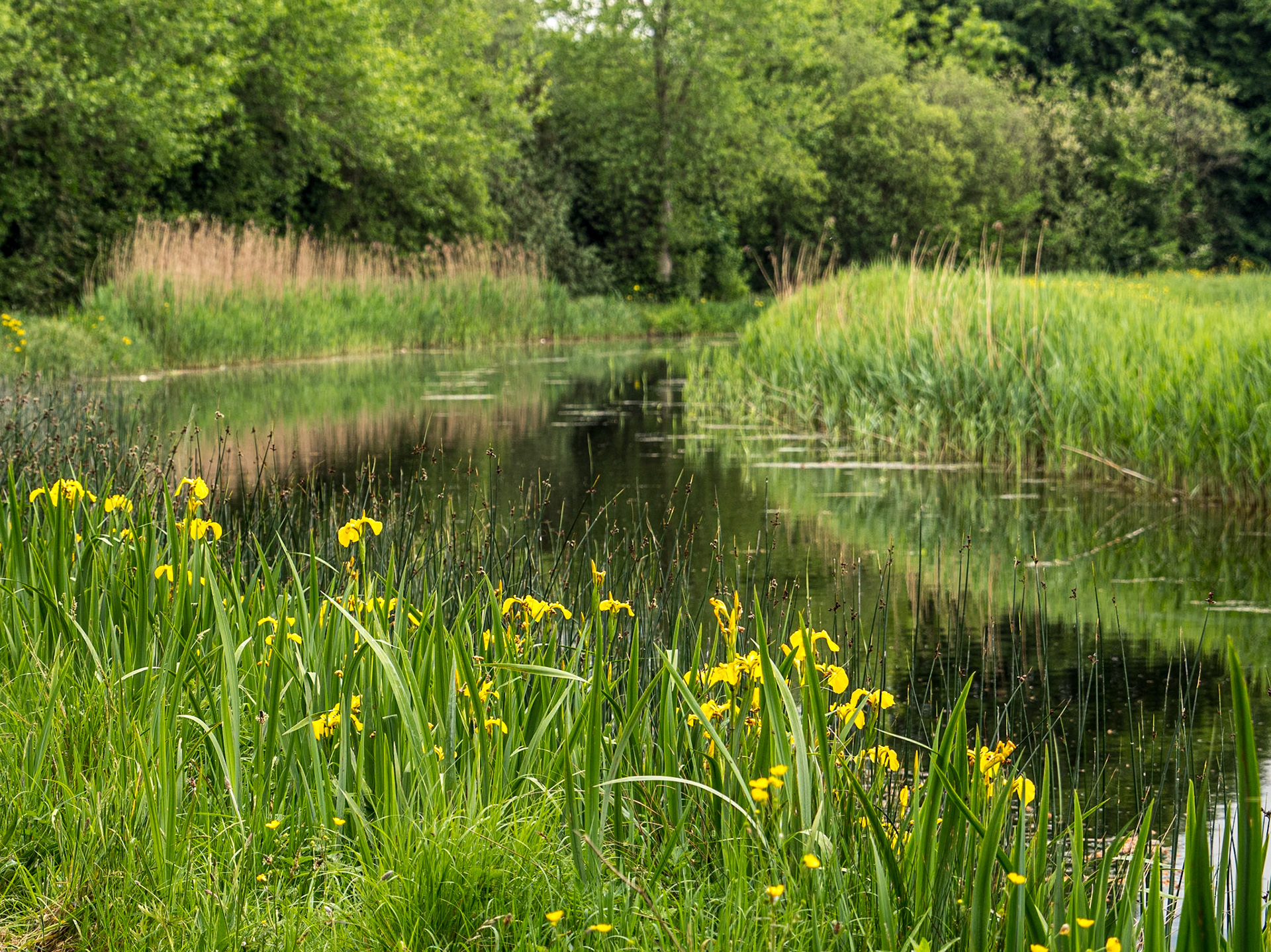 Along the Grand Canal near Sallins, Co Kildare, 22 May 2024