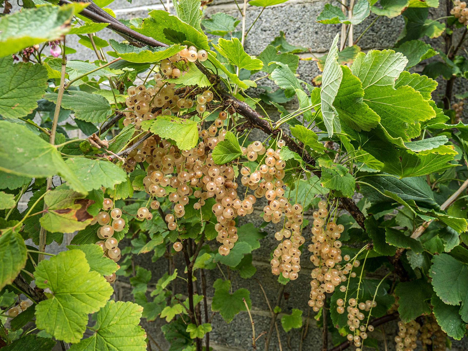 At Dorcas and Arnaud's, Bray, Co Wicklow, 28 Aug 2022