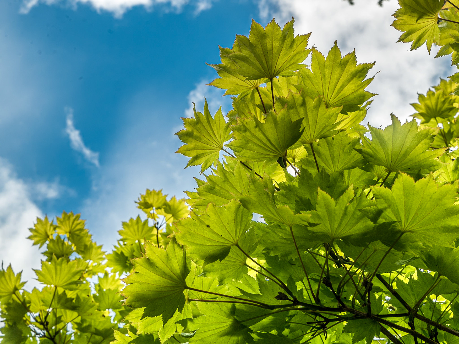 Mount Congreve Gardens, Co Waterford, 3 Jul 2016