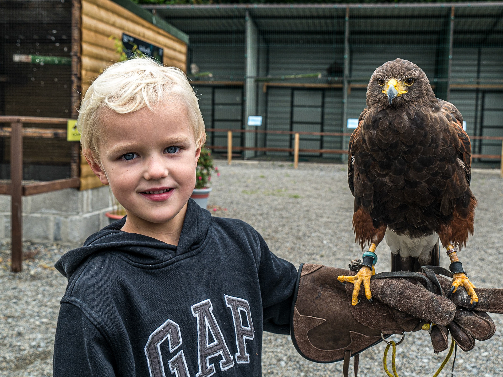 Bird of Prey Centre, Russburough House, 14 Aug 2016