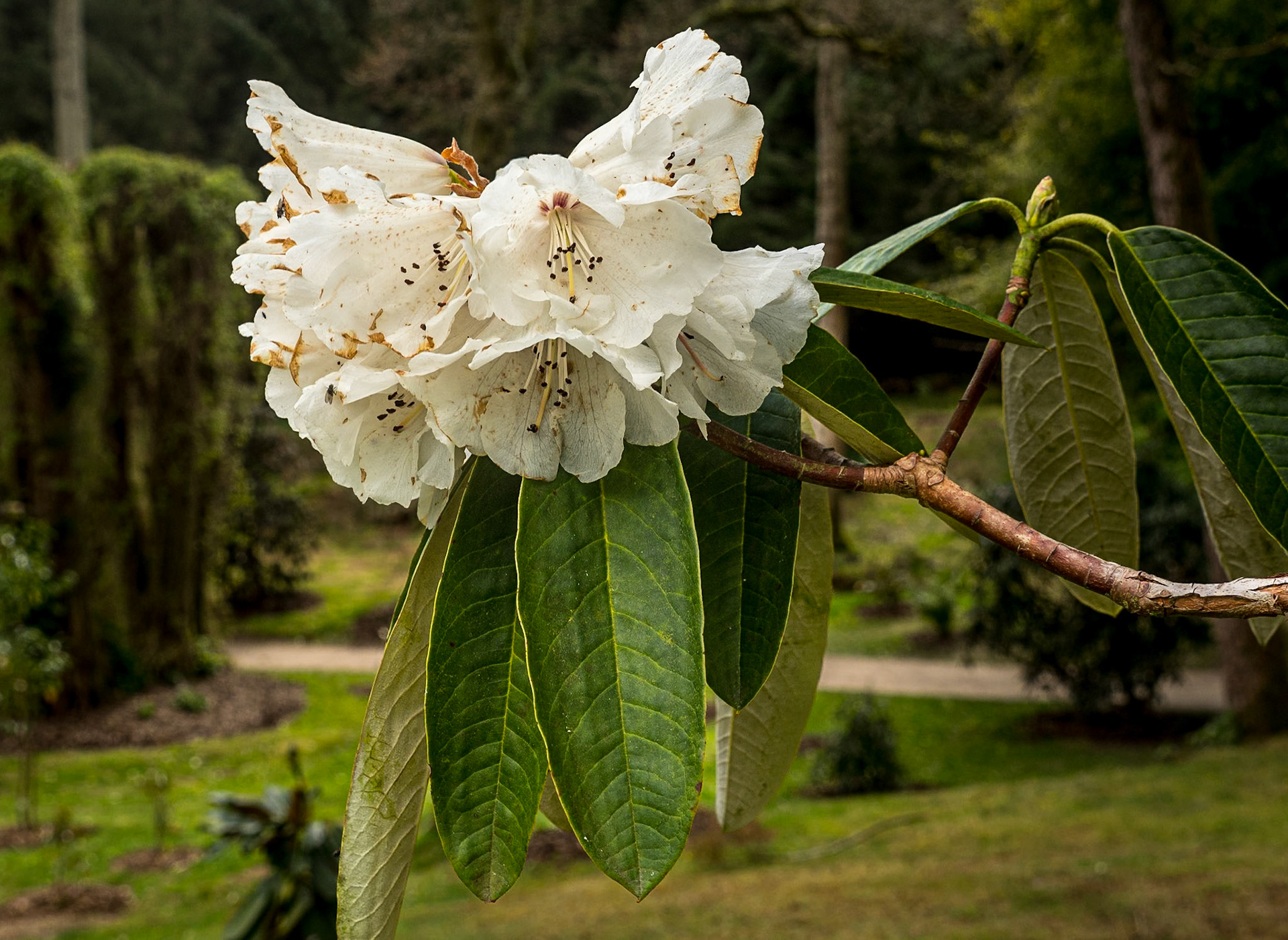 Botanic Gardens, Kilmacurragh, Co Wicklow, 7 Apr 2022