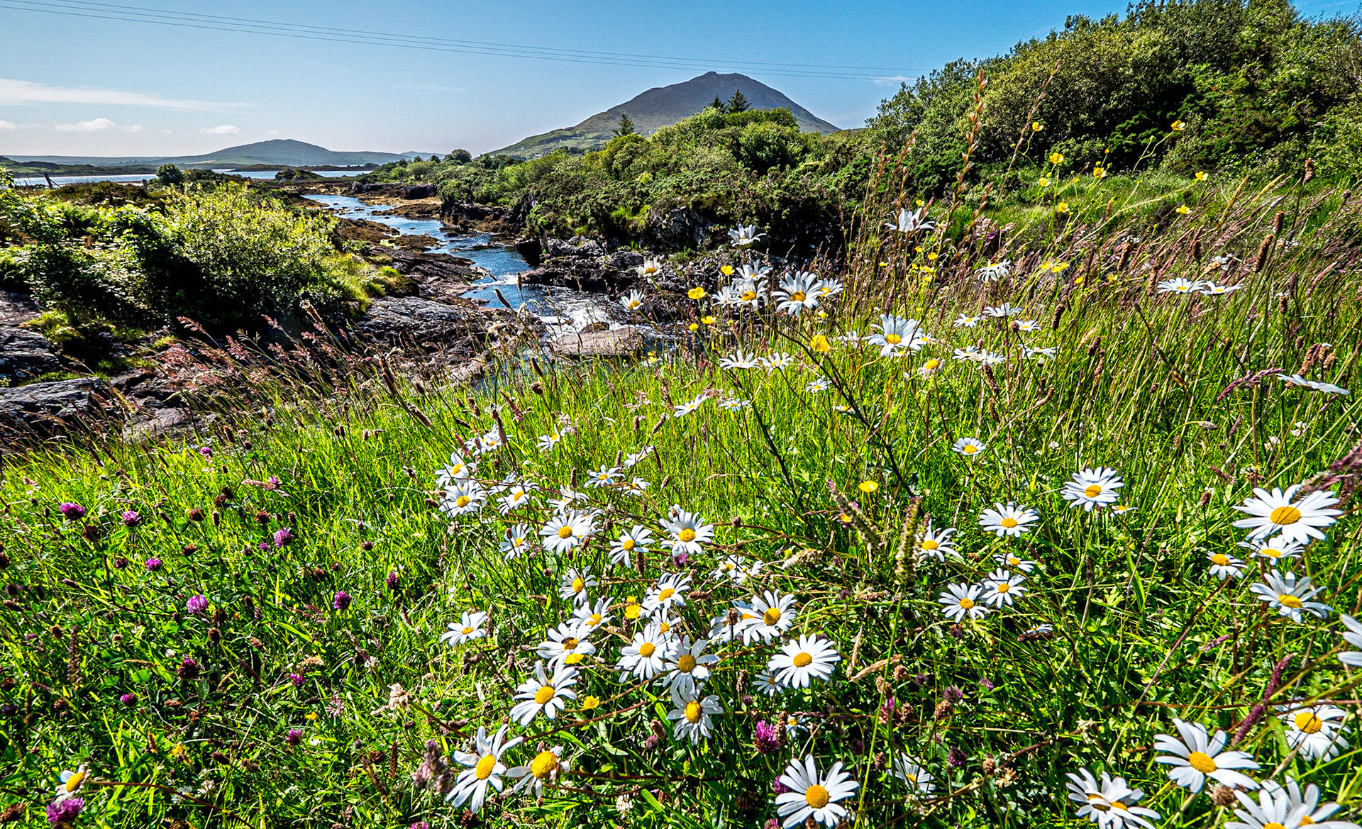 By Derryinver Bridge (N of Letterfrack), 30 Jun 2021