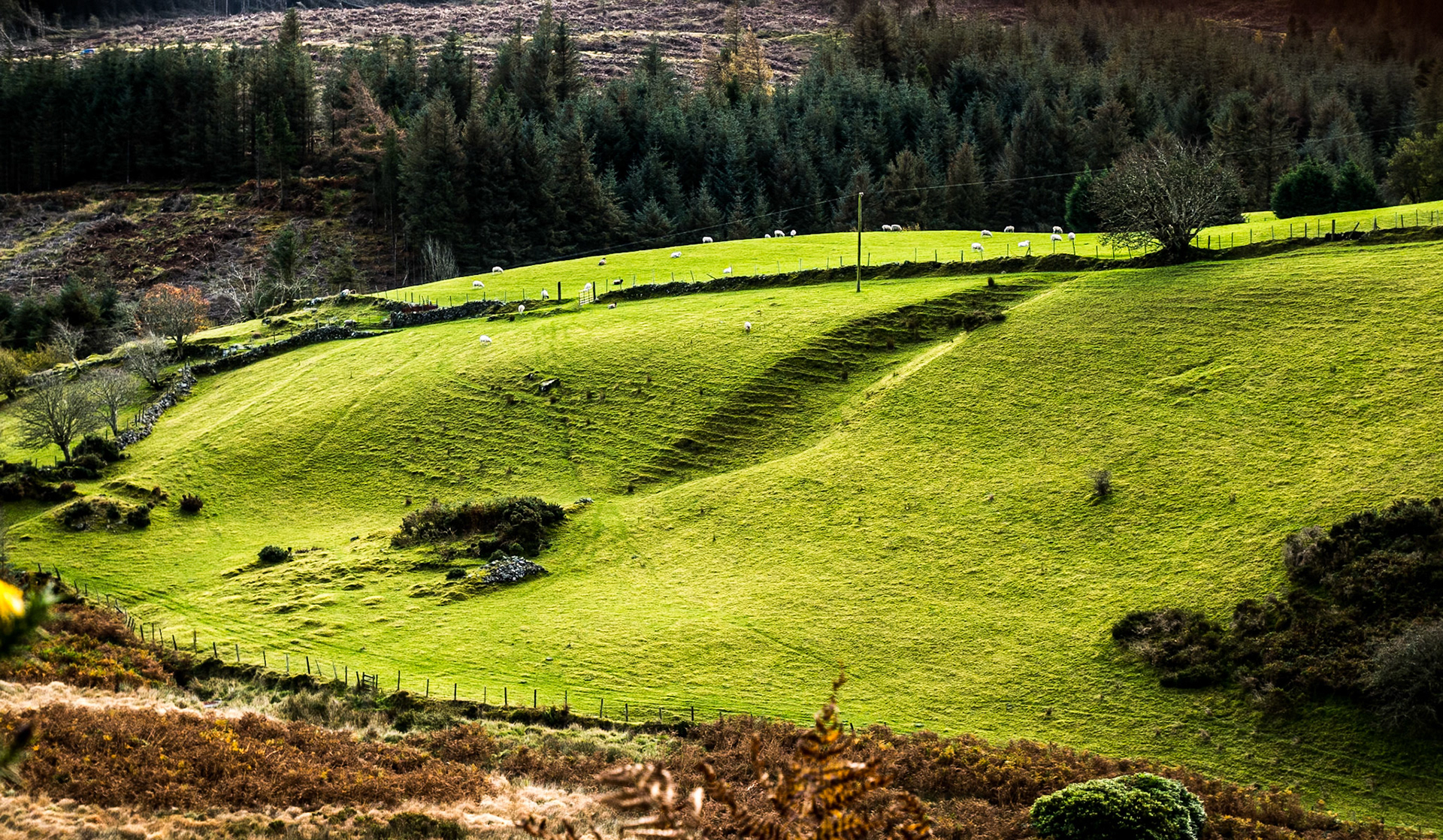 Valley near Glencullen, Co Dublin, 10 Nov 2015