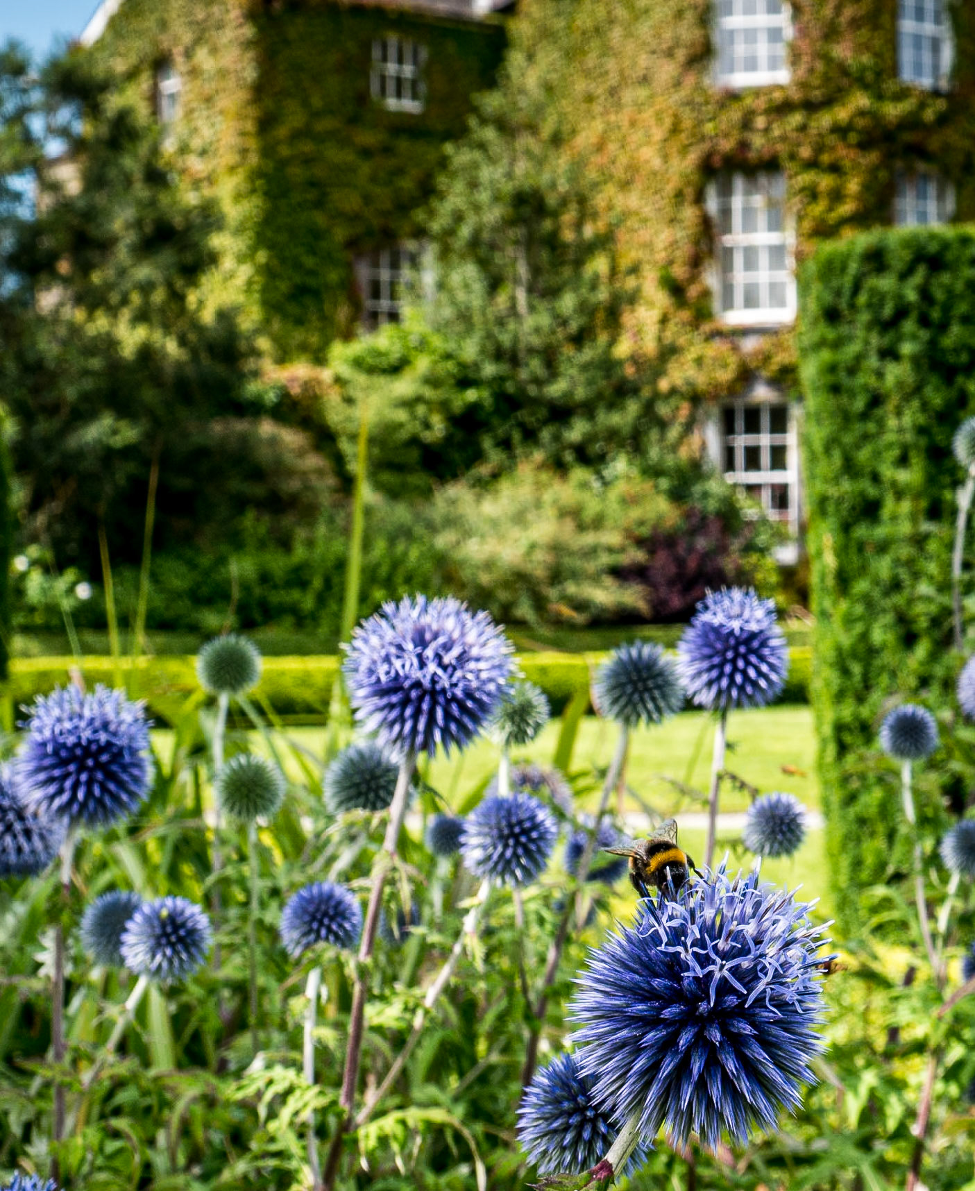 Butler House Garden, Kilkenny, 9 Aug 2014