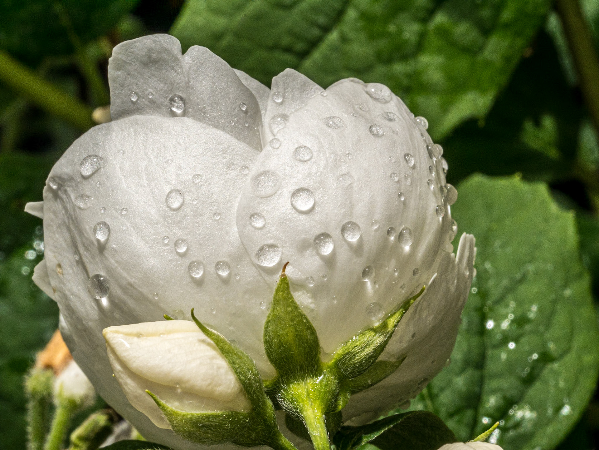 Altamont Gardens, Co Carlow, 18 Jun 2015