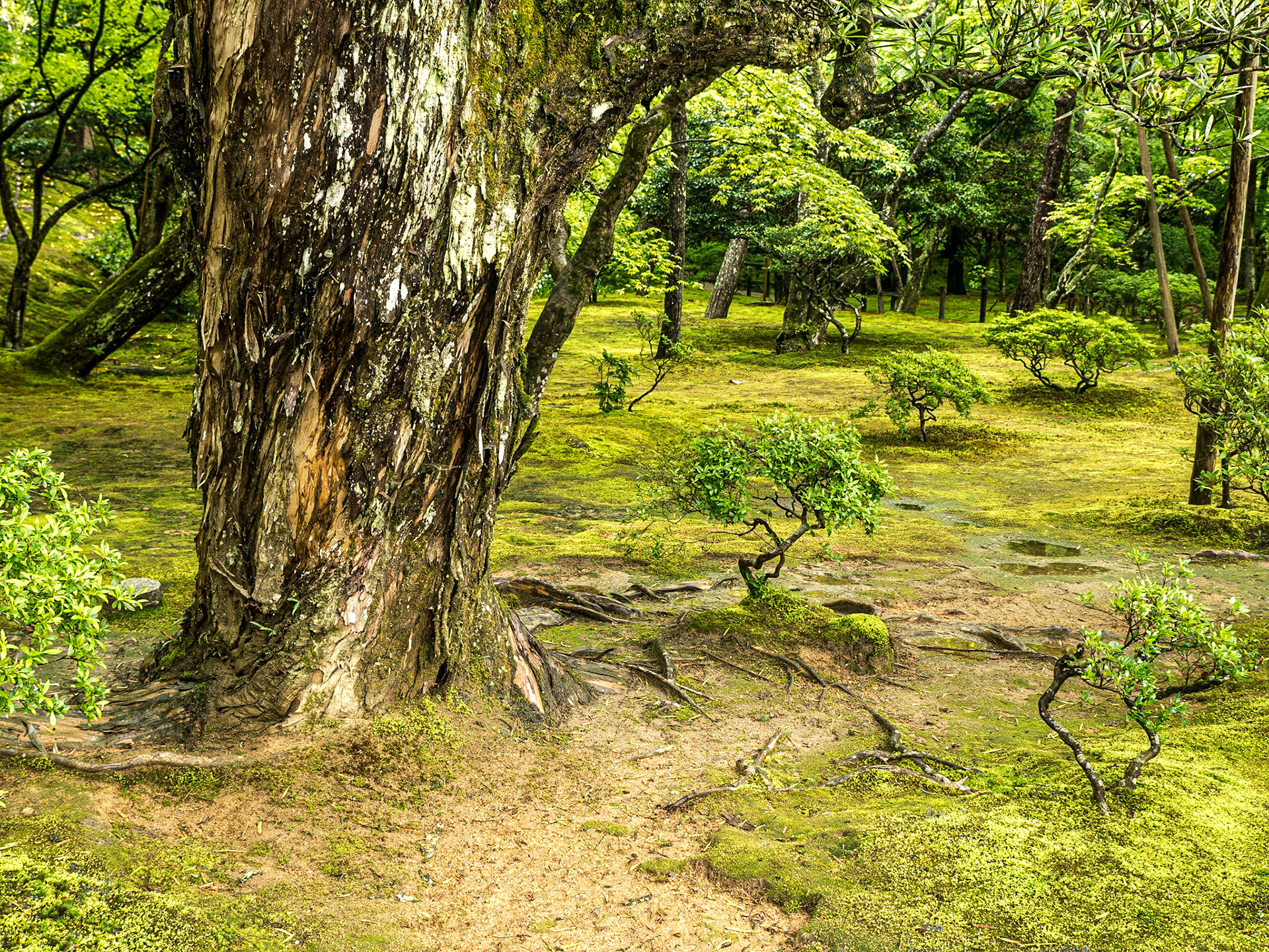 Grounds of Ginkaku-ji (Jisho-ji) temple, Kyoto, 28 Apr 2016