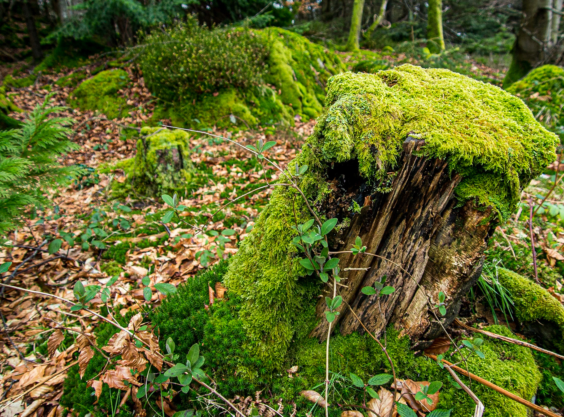 Devil's Glen, 24 Mar 2014