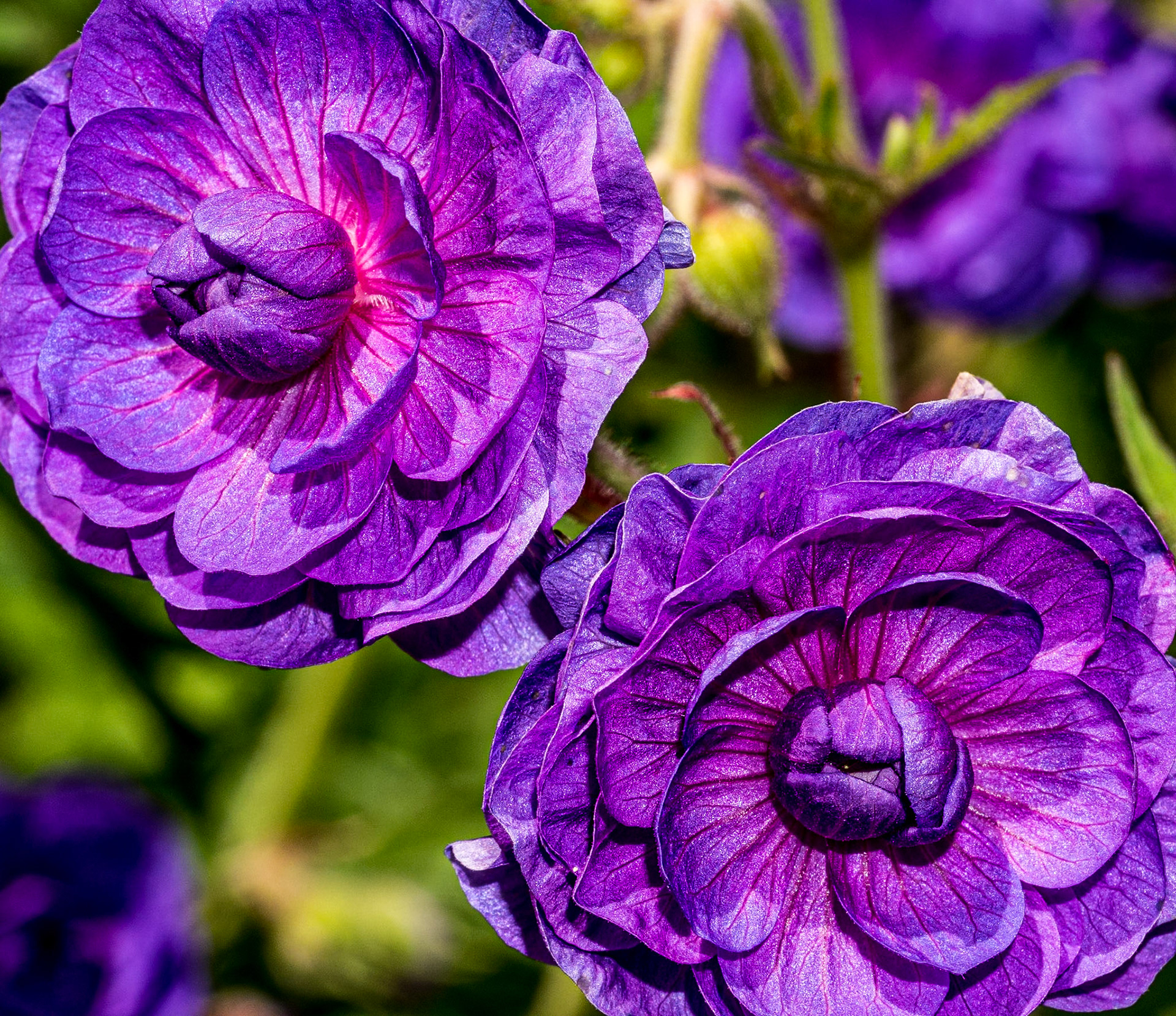 At Kilruddery House, Co Wicklow, 29 Jun 2014