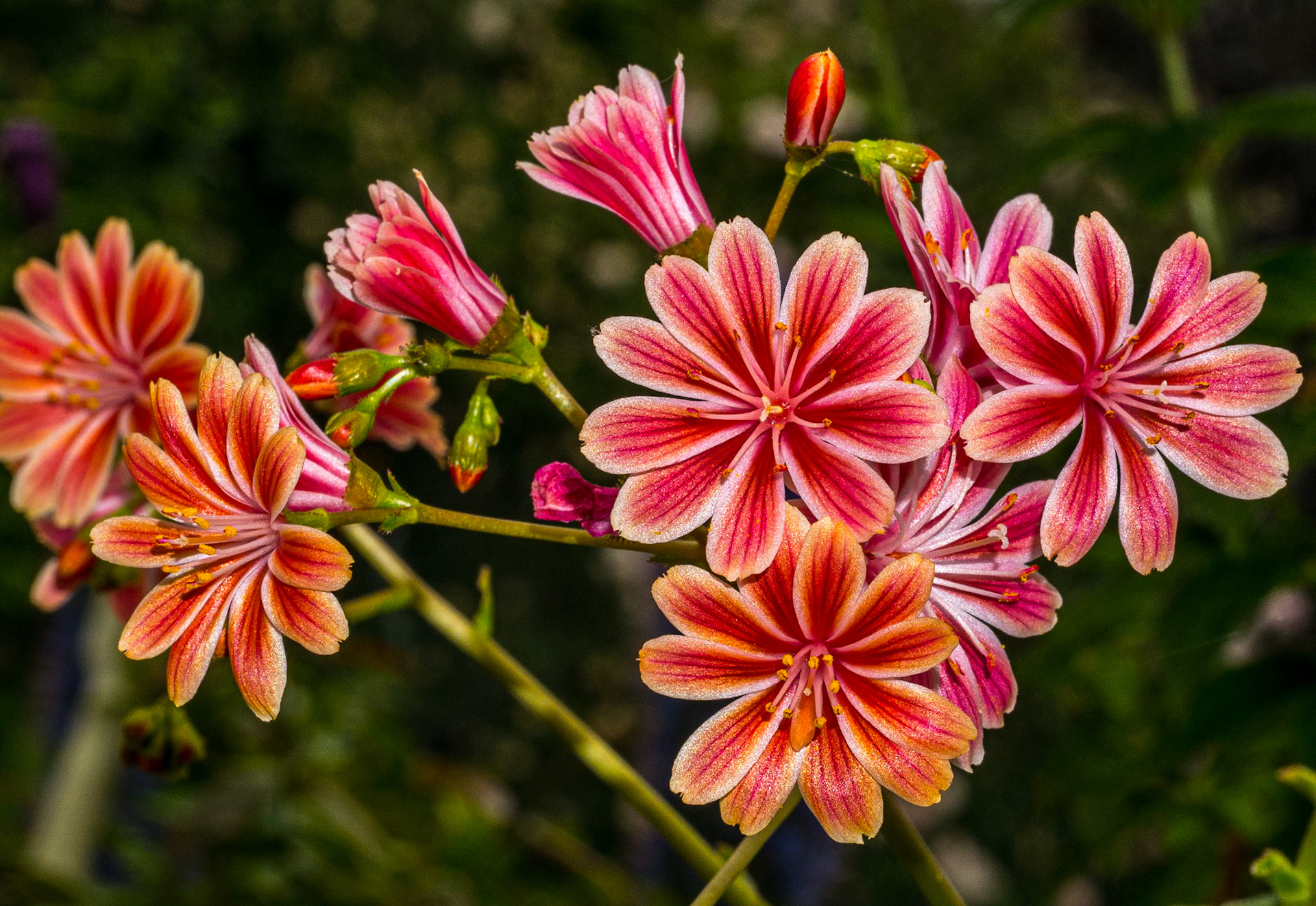Botanic gardens, Dublin, 25 Jun 2015