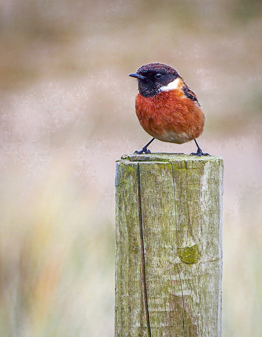 Stonechat, Malahide, Dublin, 3 Feb 2013