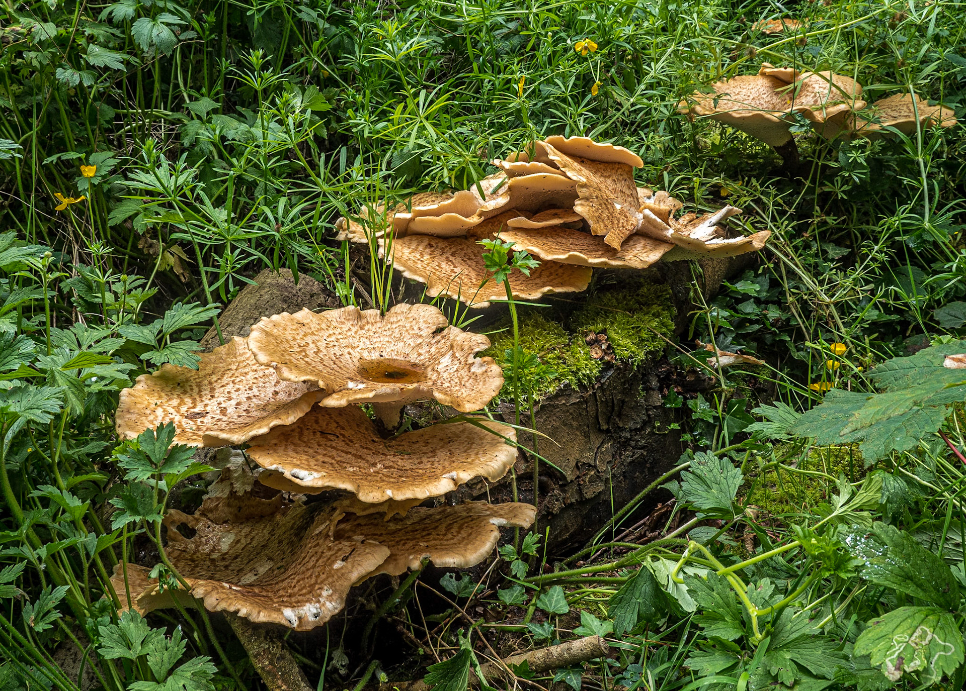 Sir Thomas and Lady Dixon Park, Co Antrim,14 Jun 2021