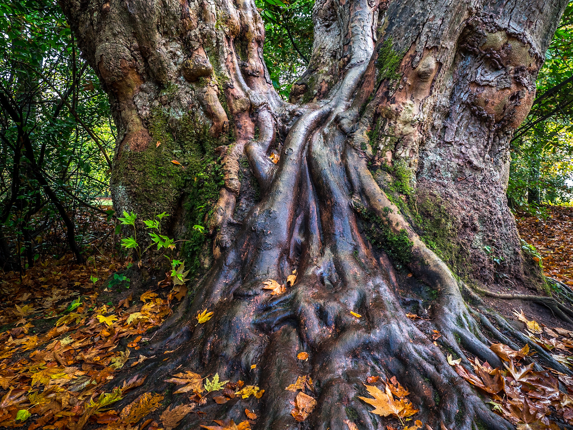 Plantanus Orientalis (Oriental Plane), Coole Park, Co Galway, 31 Oct 2018